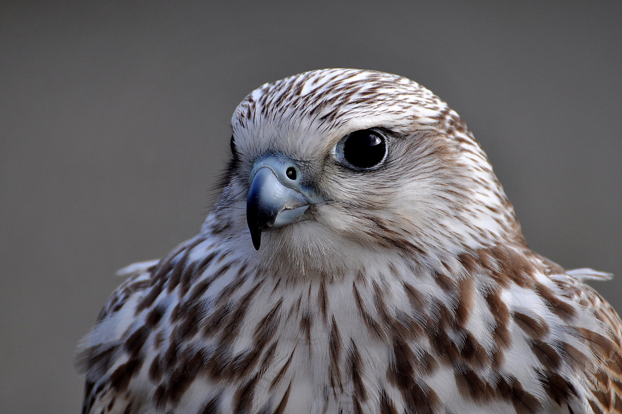 296409 Bild herunterladen tiere, falke, vögel - Hintergrundbilder und Bildschirmschoner kostenlos