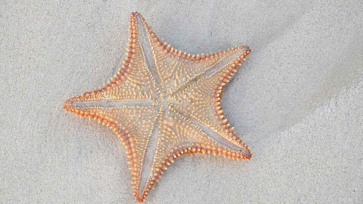 Estrellas de mar disecadas