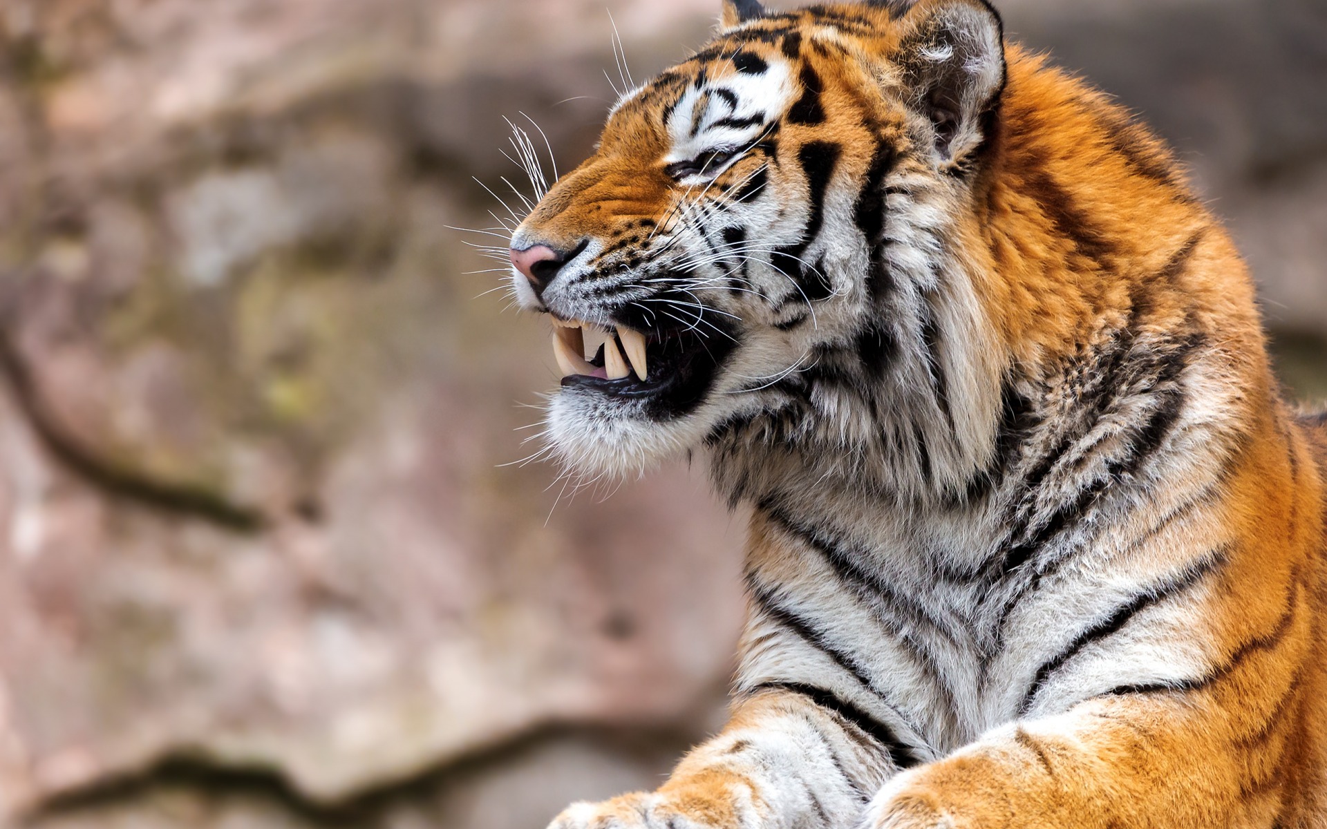 417806 Bild herunterladen tiere, tiger, brüllen, katzen - Hintergrundbilder und Bildschirmschoner kostenlos