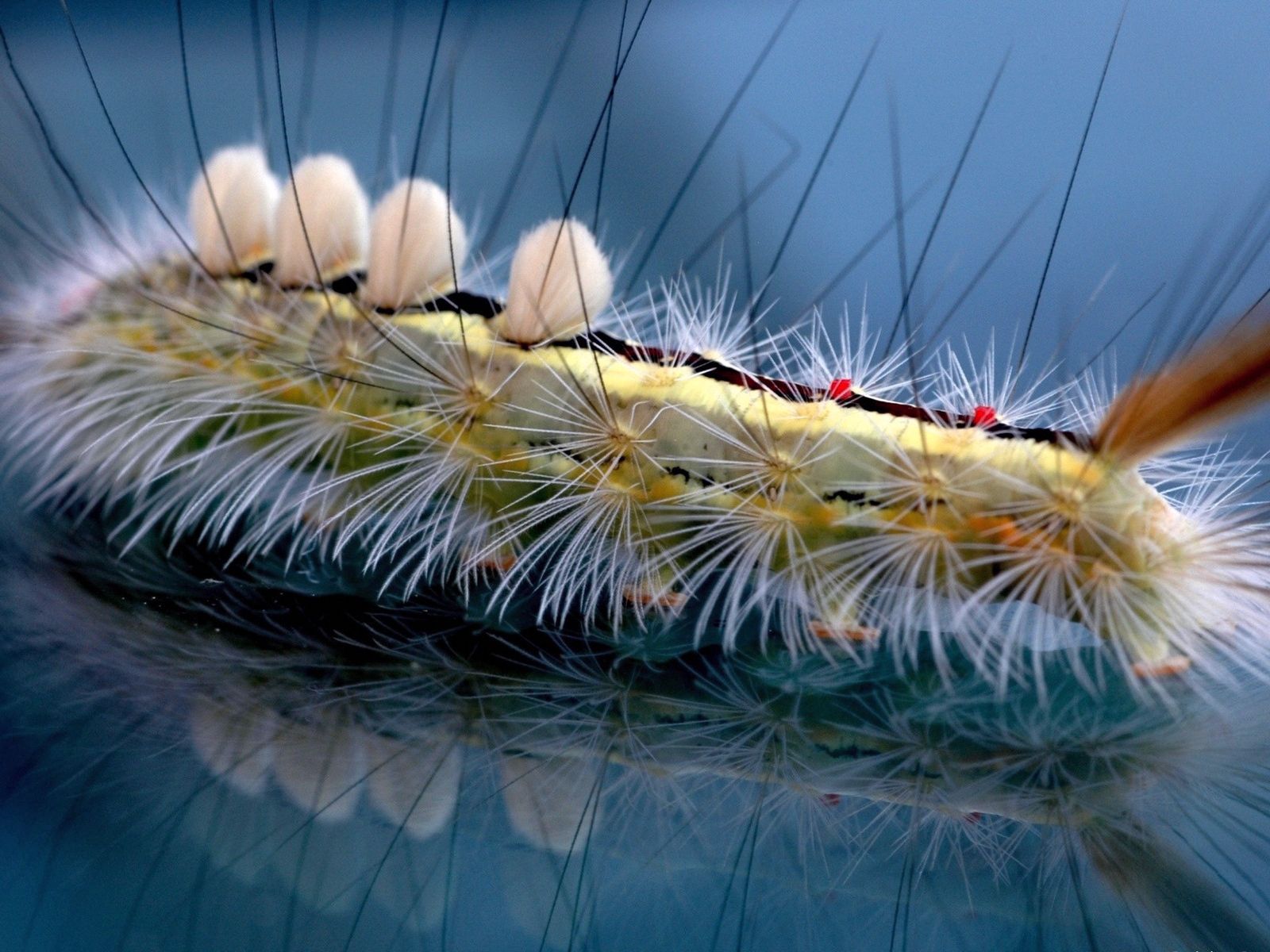 Download mobile wallpaper Caterpillar, Striped, Macro, Insect, Hair for free.
