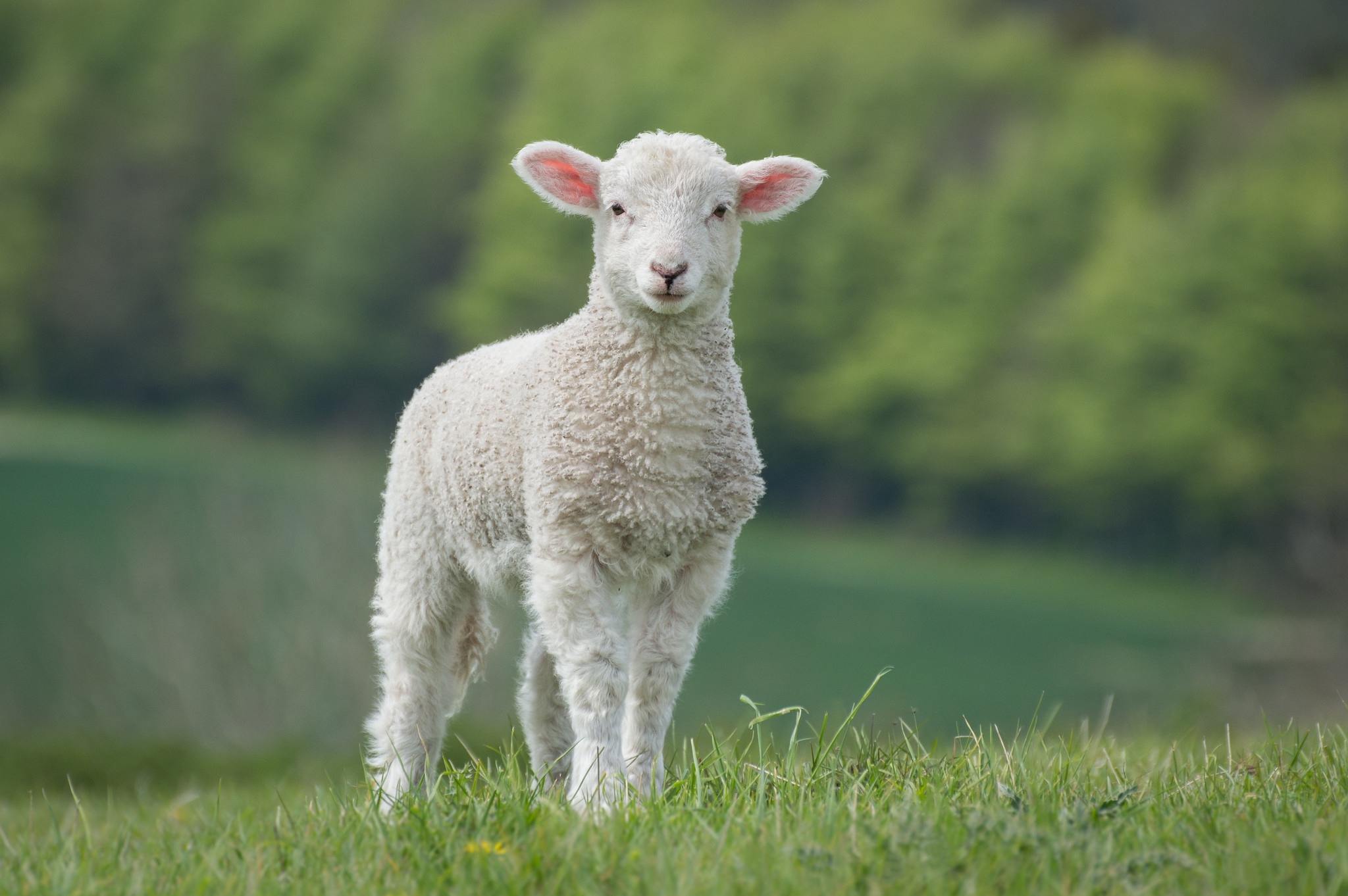 1019917 télécharger le fond d'écran agneau, animaux, mouton, bébé animal - économiseurs d'écran et images gratuitement