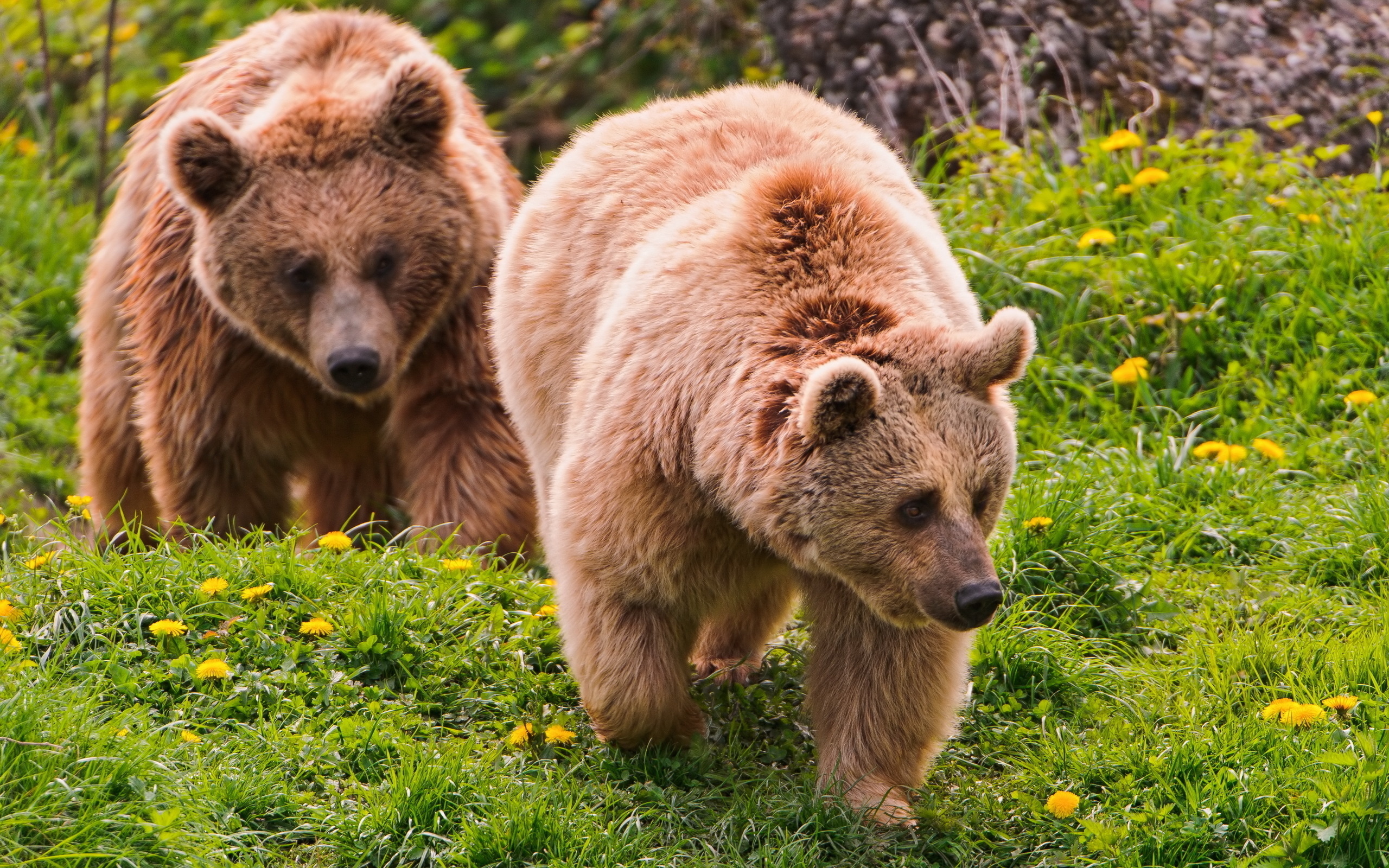 Baixar papel de parede para celular de Animais, Bears gratuito.