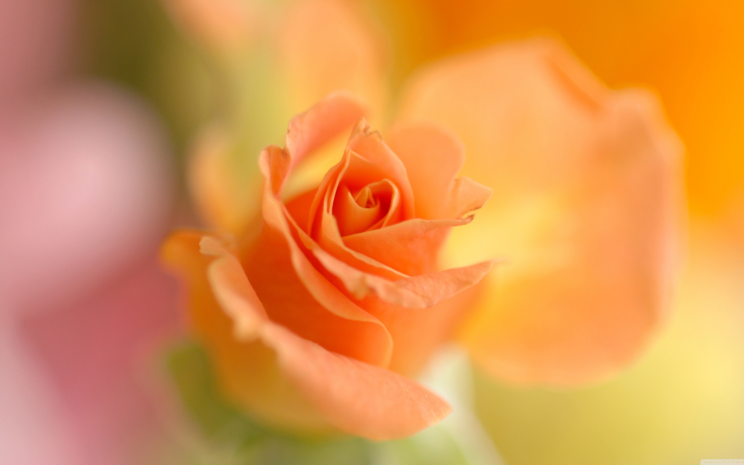 28727 free download Orange wallpapers for phone,  Orange images and screensavers for mobile