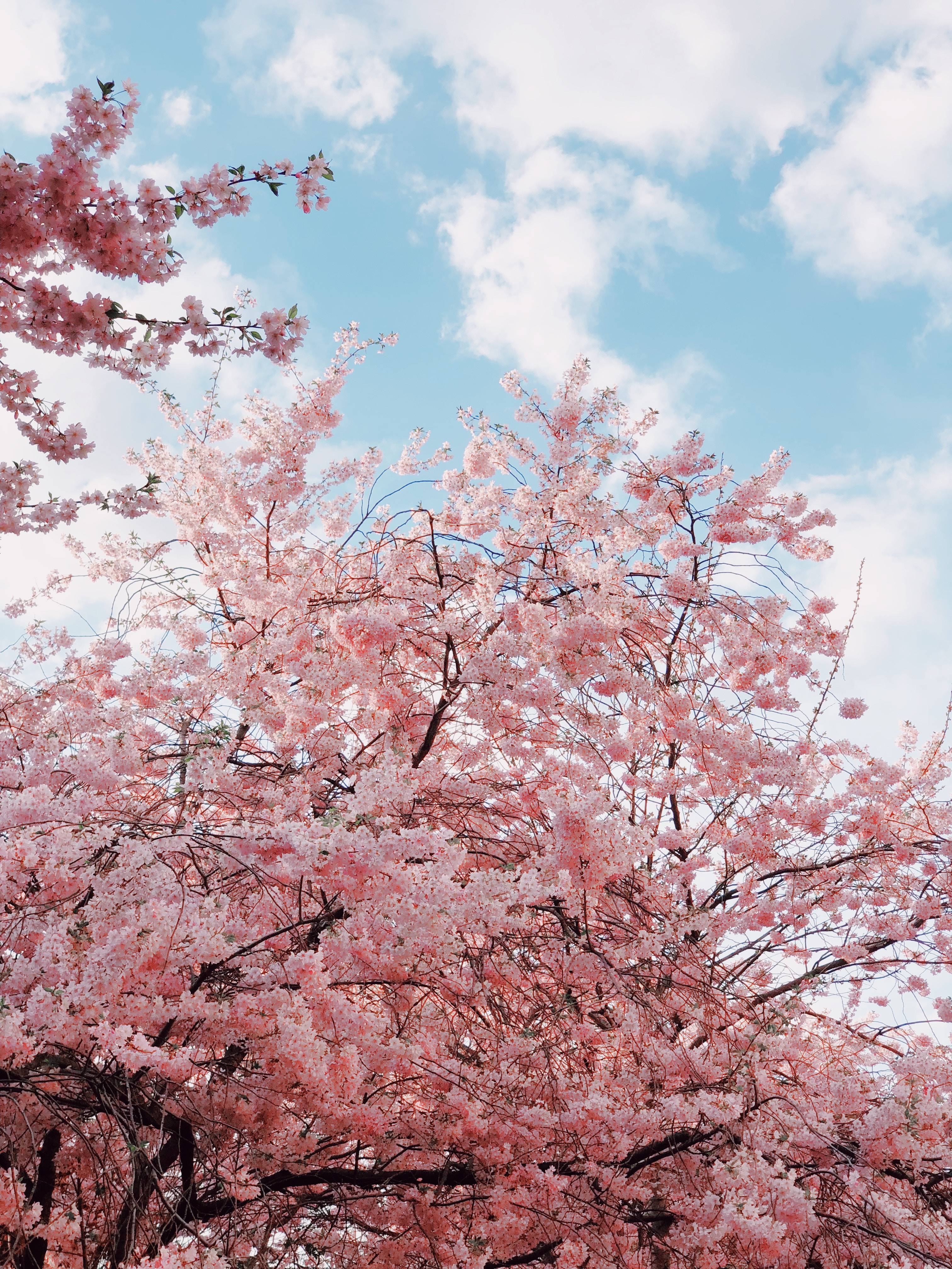 spring, flowers, sky, cherry, branches, bloom, flowering