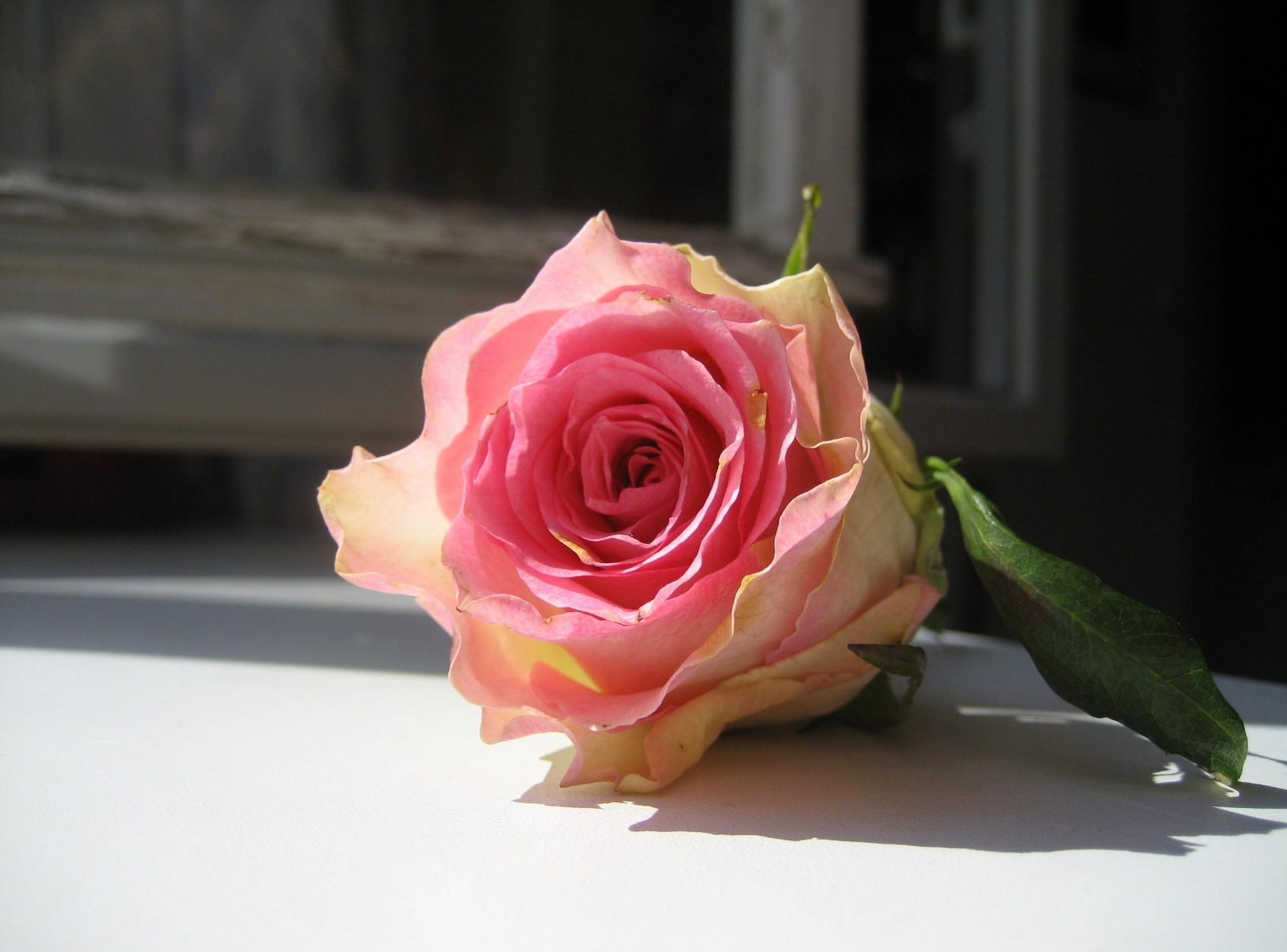rose, flowers, flower, rose flower, bud, window sill, windowsill, frame for android