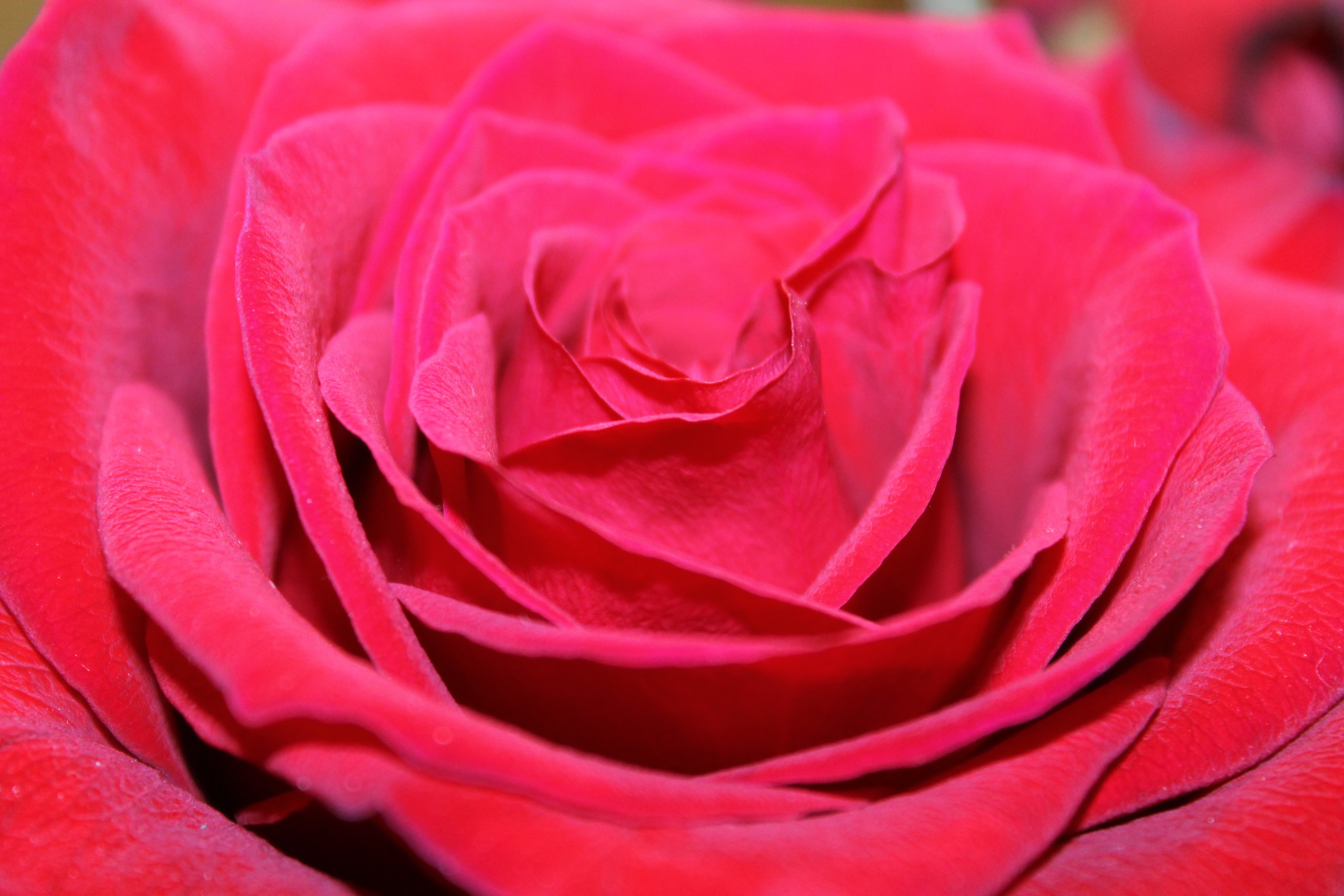 Laden Sie das Blütenblätter, Knospe, Bud, Rote Rose, Blumen, Nahaufnahme-Bild kostenlos auf Ihren PC-Desktop herunter