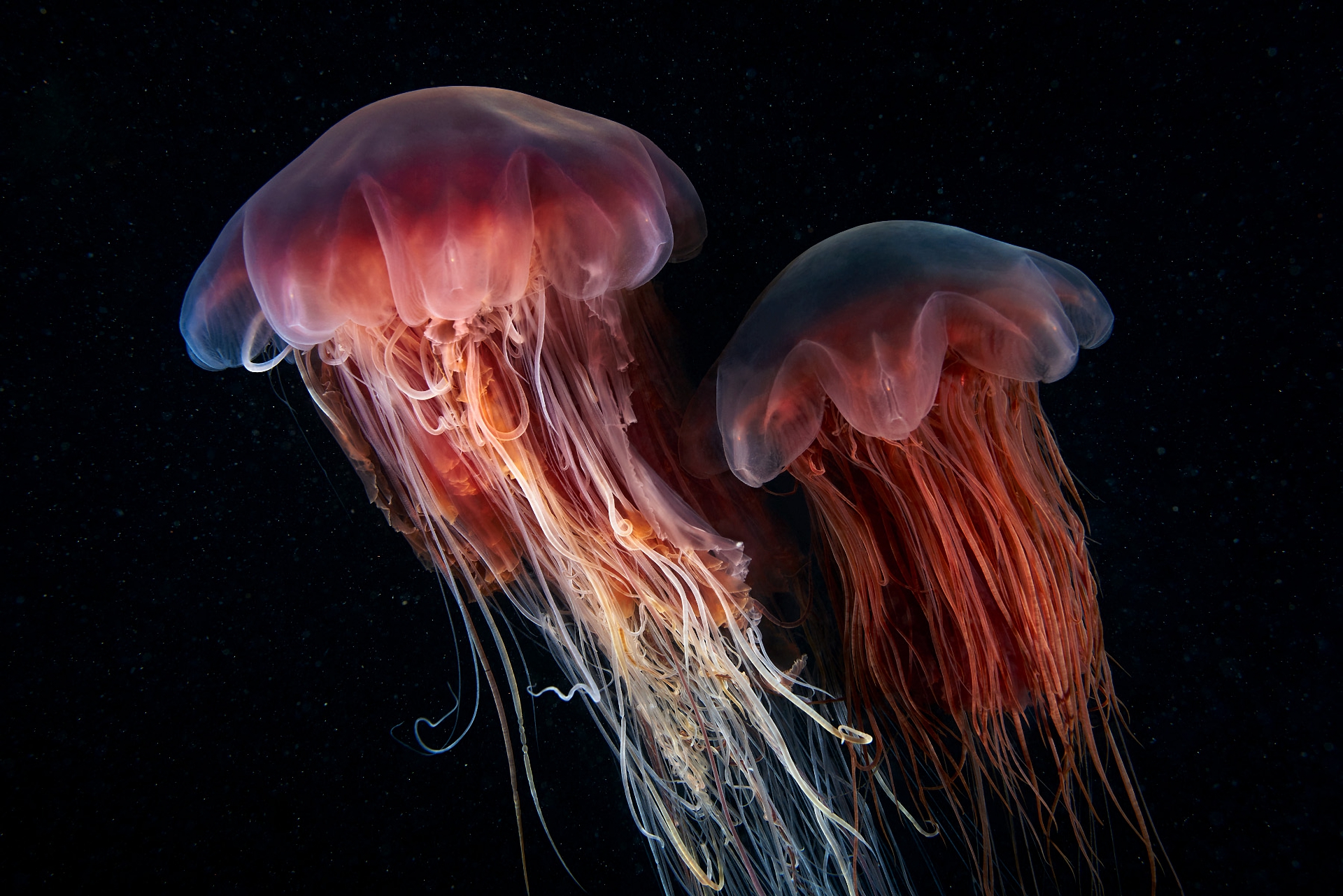 Медуза фото животного в хорошем качестве