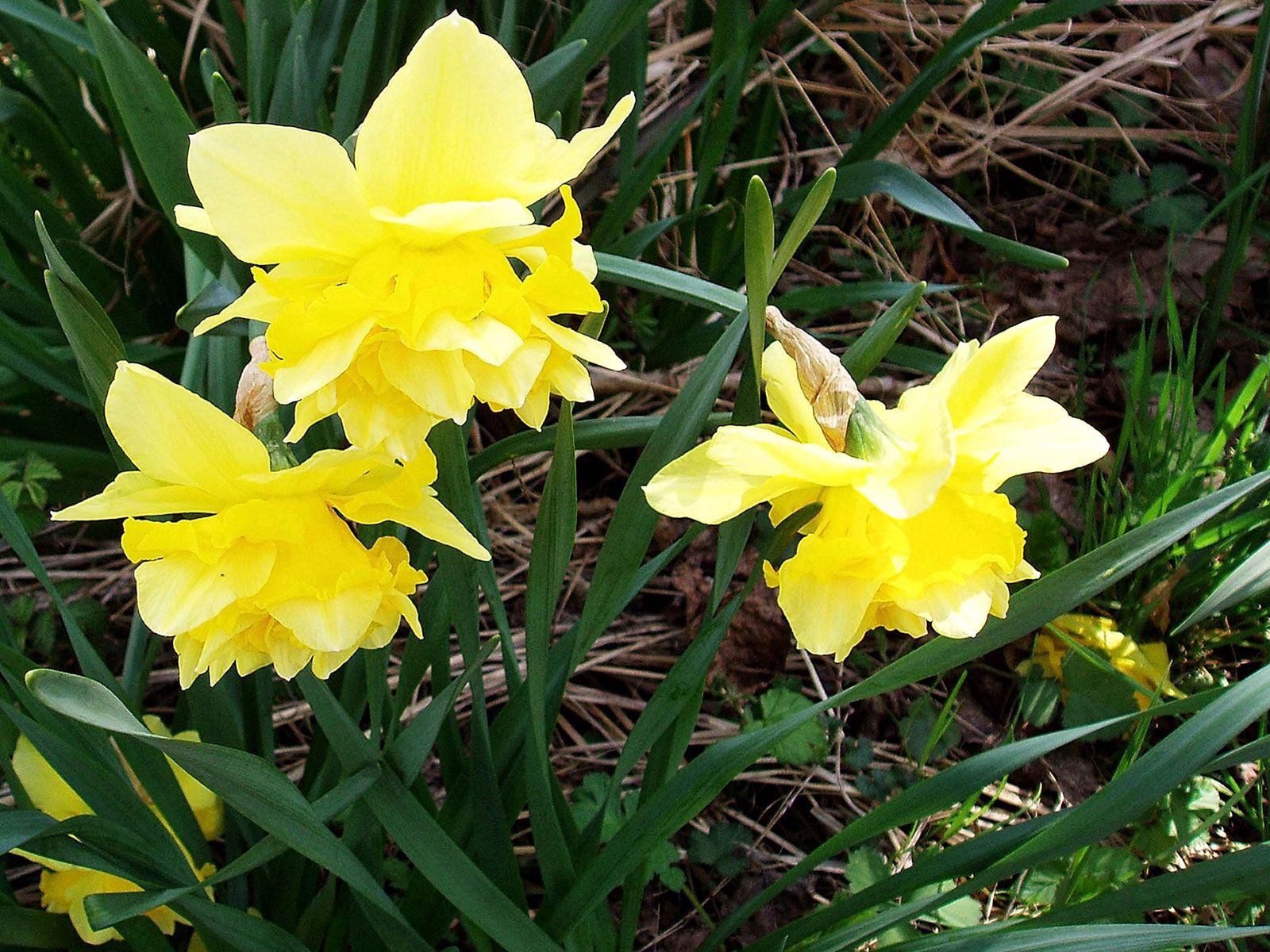 flowers, narcissussi, yellow, greens, spring Image for desktop