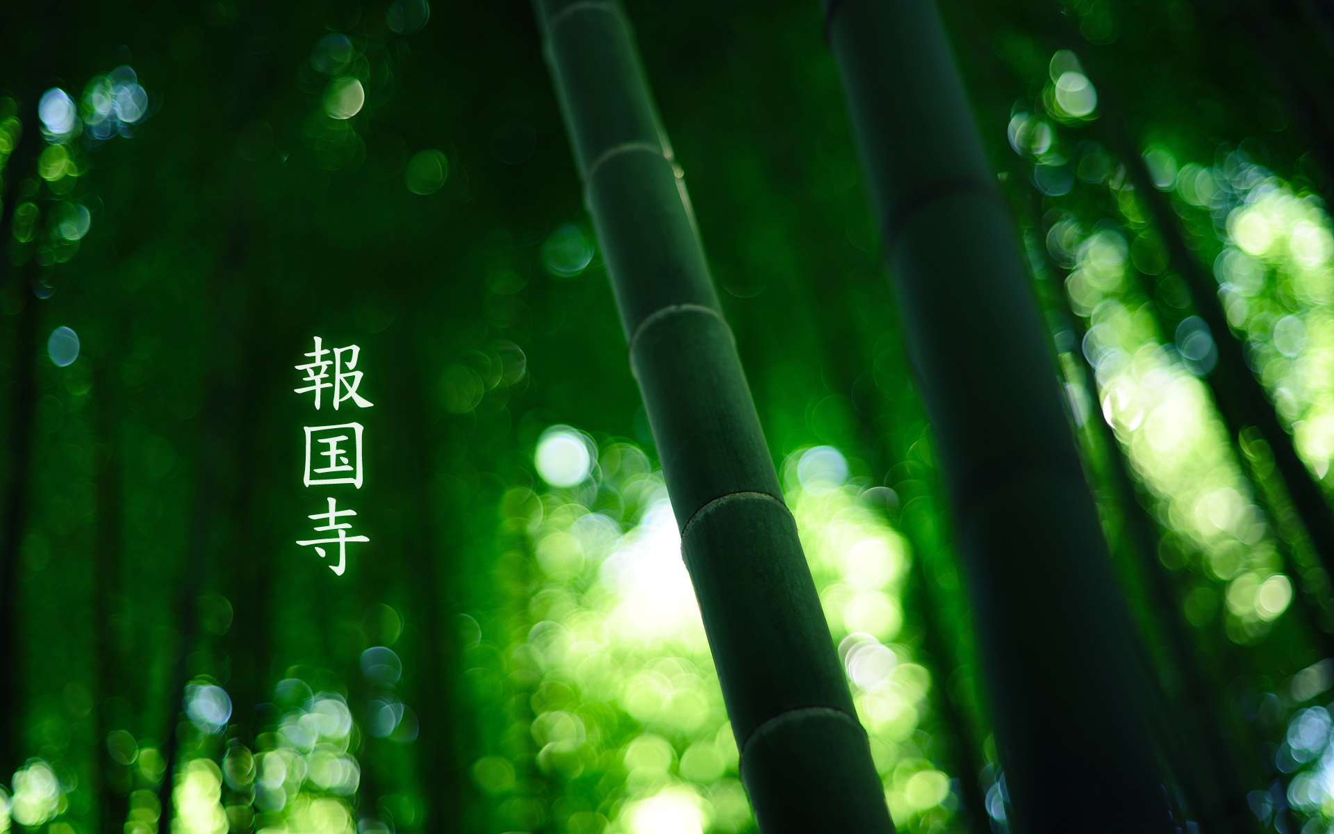 184322 Hintergrundbild herunterladen erde/natur, bambus - Bildschirmschoner und Bilder kostenlos