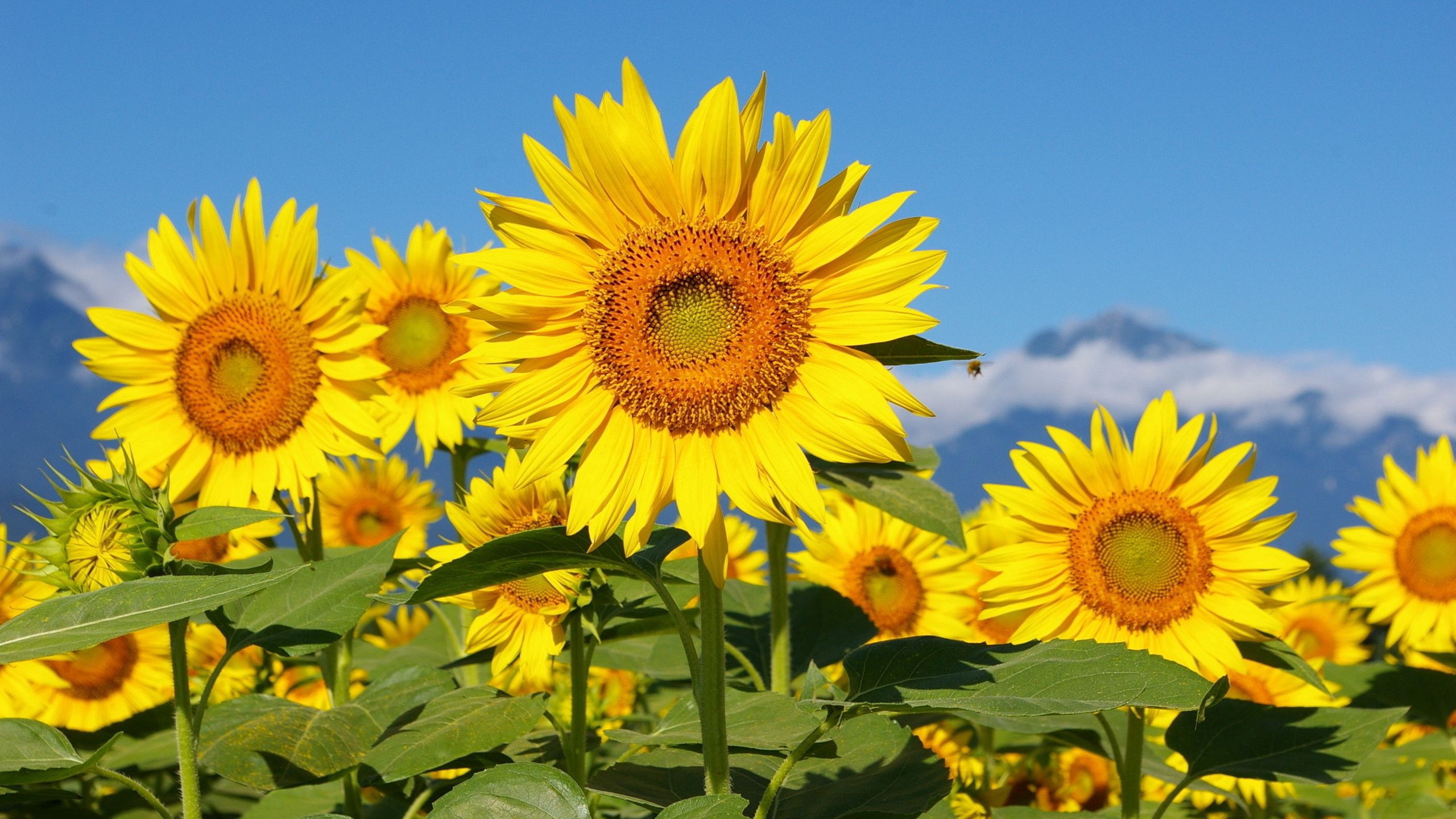 sunflowers, flowers, sky, mountains, field, sunny