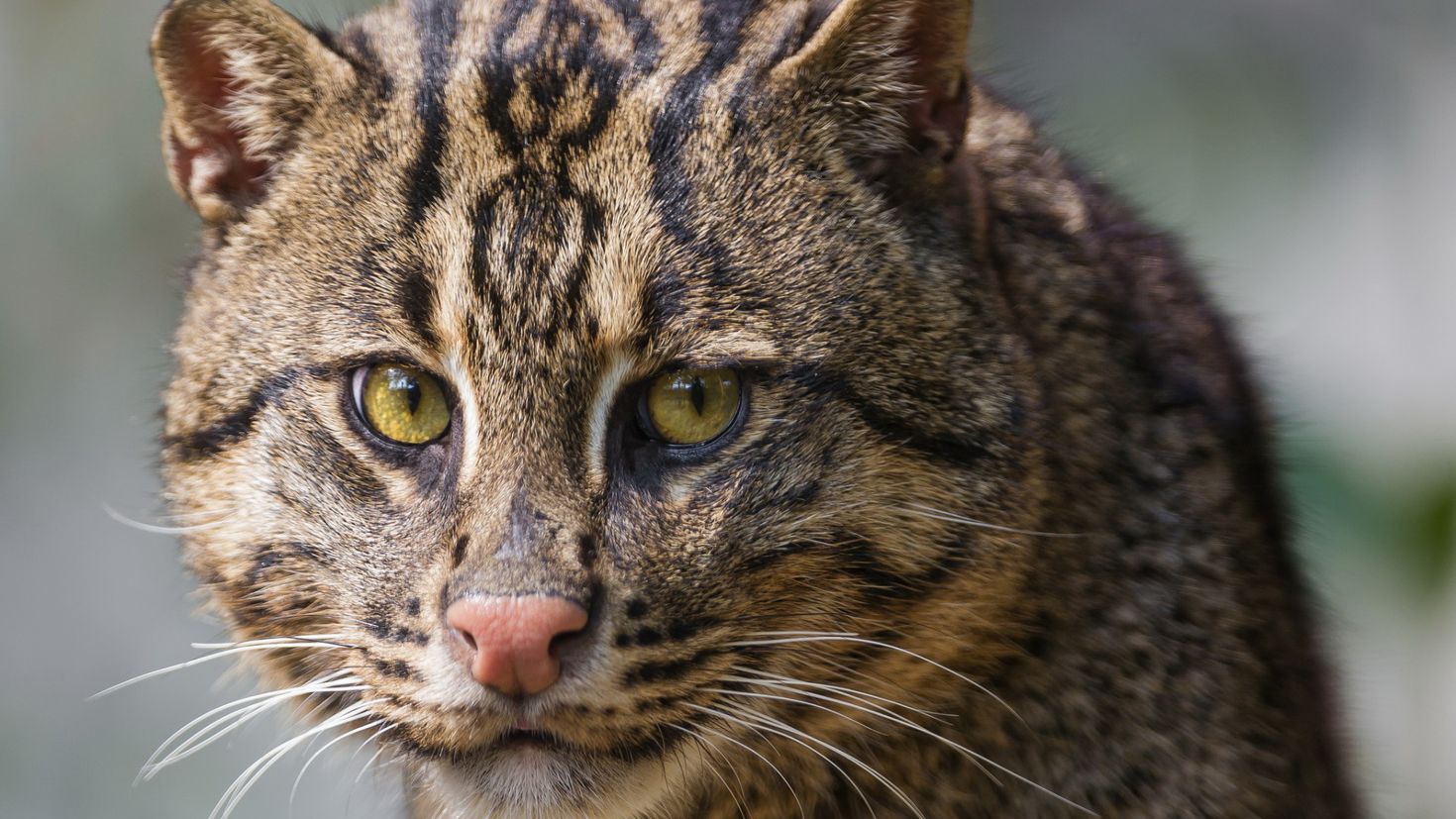 Кошка какое животное. Виверровый кот. Кошка-рыболов Prionailurus viverrinus. Кавказский камышовый кот. Дикий виверровый кот.