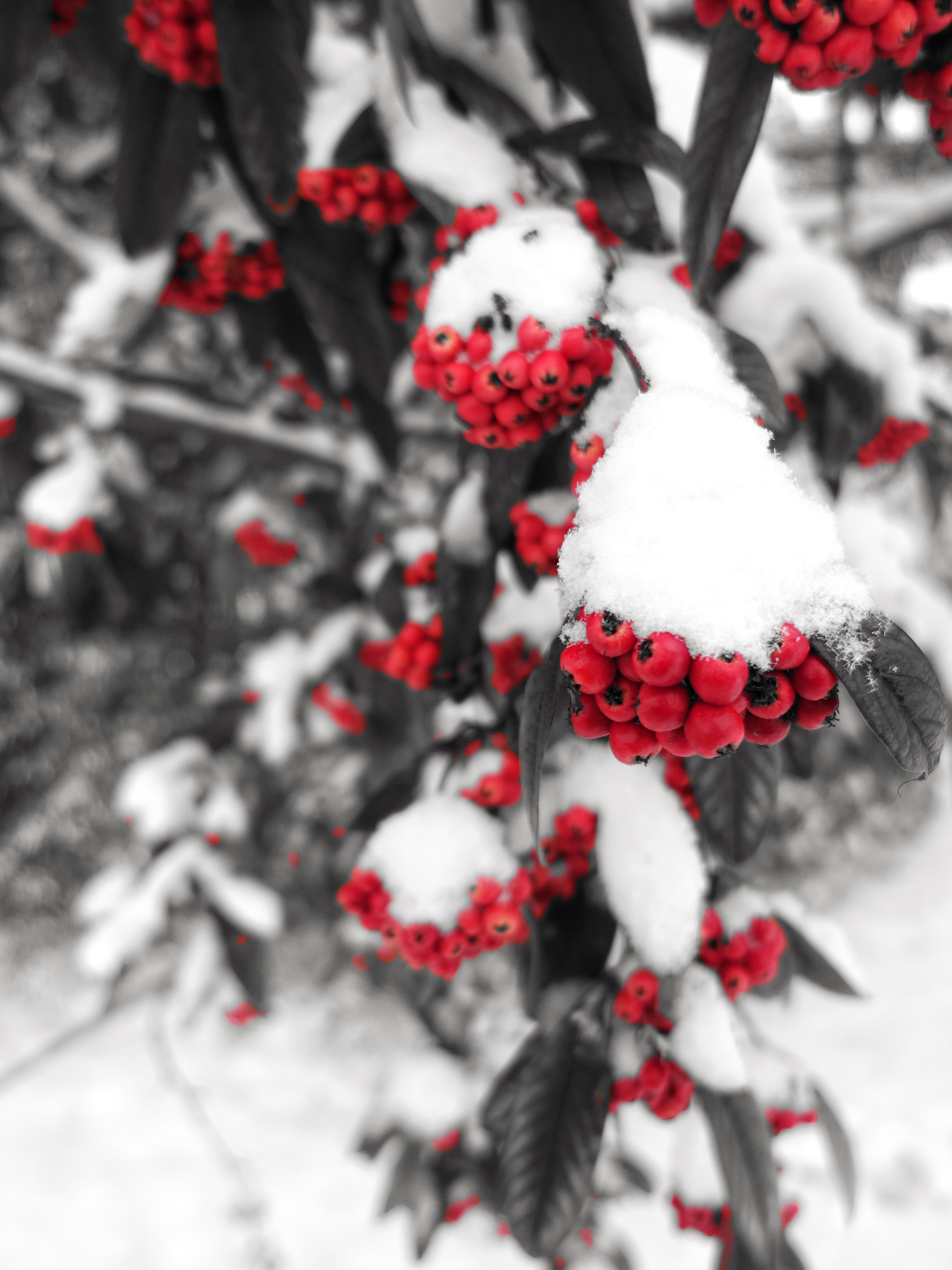 Download mobile wallpaper Rowan, Snow, Winter, Nature, Berries, Branch for free.