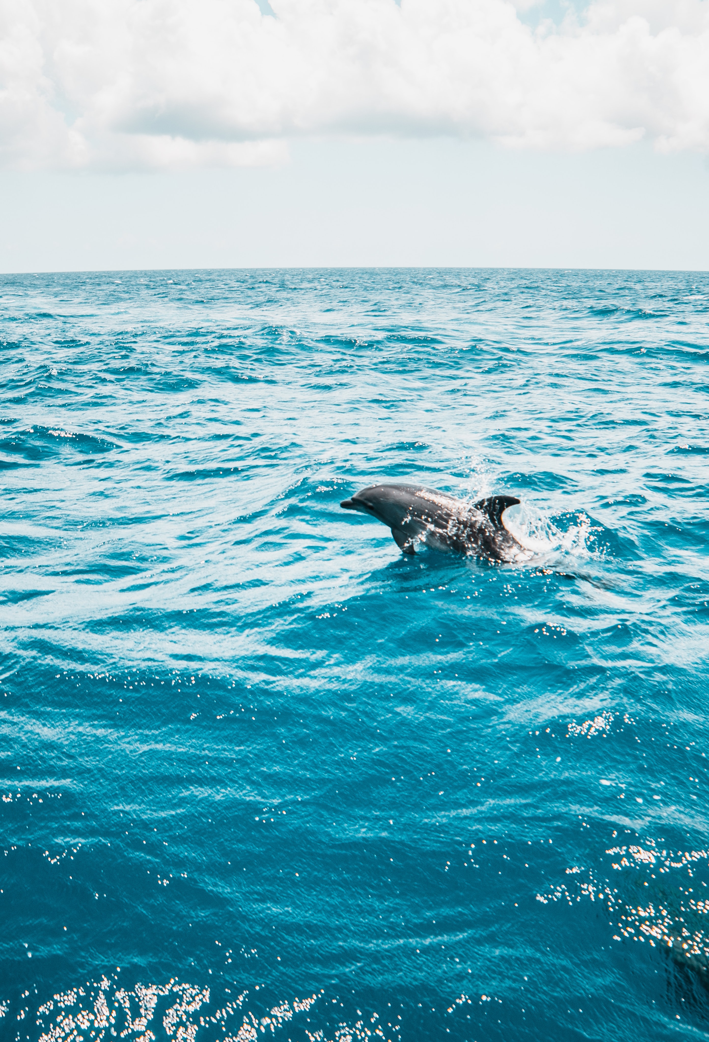 Free download wallpaper Animals, Water, Spray, Sea, Waves, Dolphin on your PC desktop
