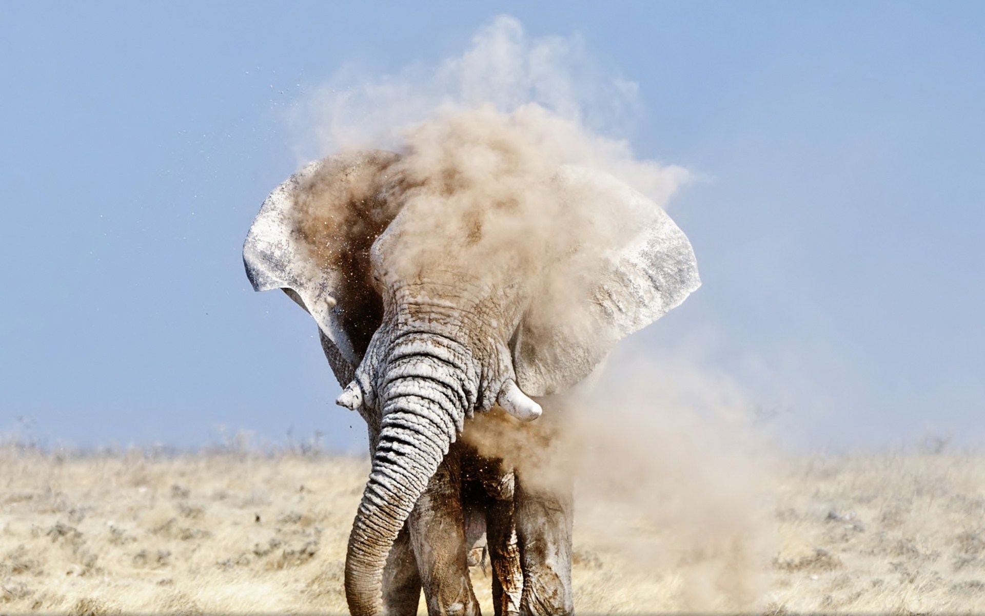 321030 скачать обои животные, африканский слон, слоны - заставки и картинки бесплатно