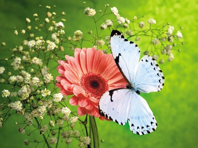 39037 завантажити шпалери метелики, комахи, зелений - заставки і картинки безкоштовно