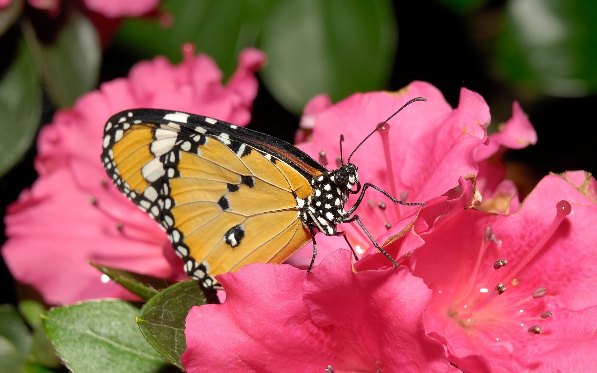 7995 baixar imagens borboletas, insetos, vermelho - papéis de parede e protetores de tela gratuitamente
