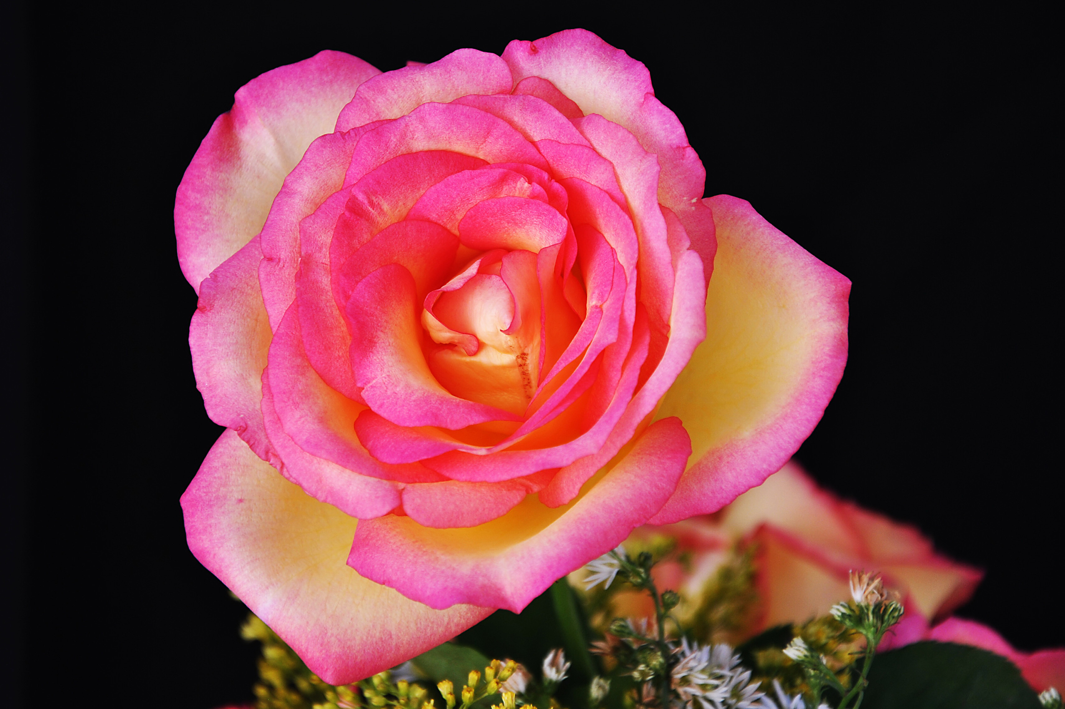 Картинки роза цветок фото