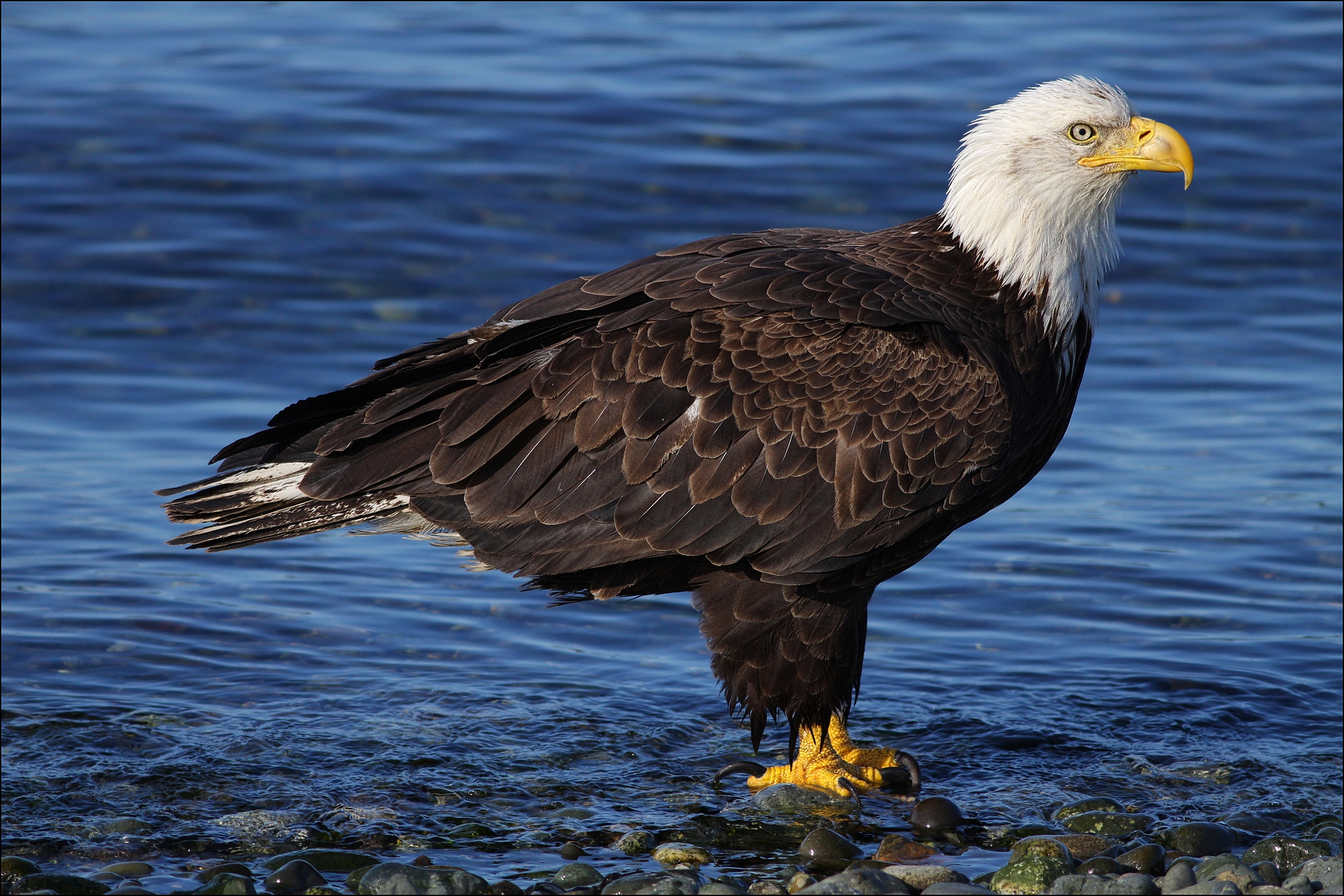 Download mobile wallpaper Water, Stones, Animals, White Headed Eagle, Bald Eagle for free.