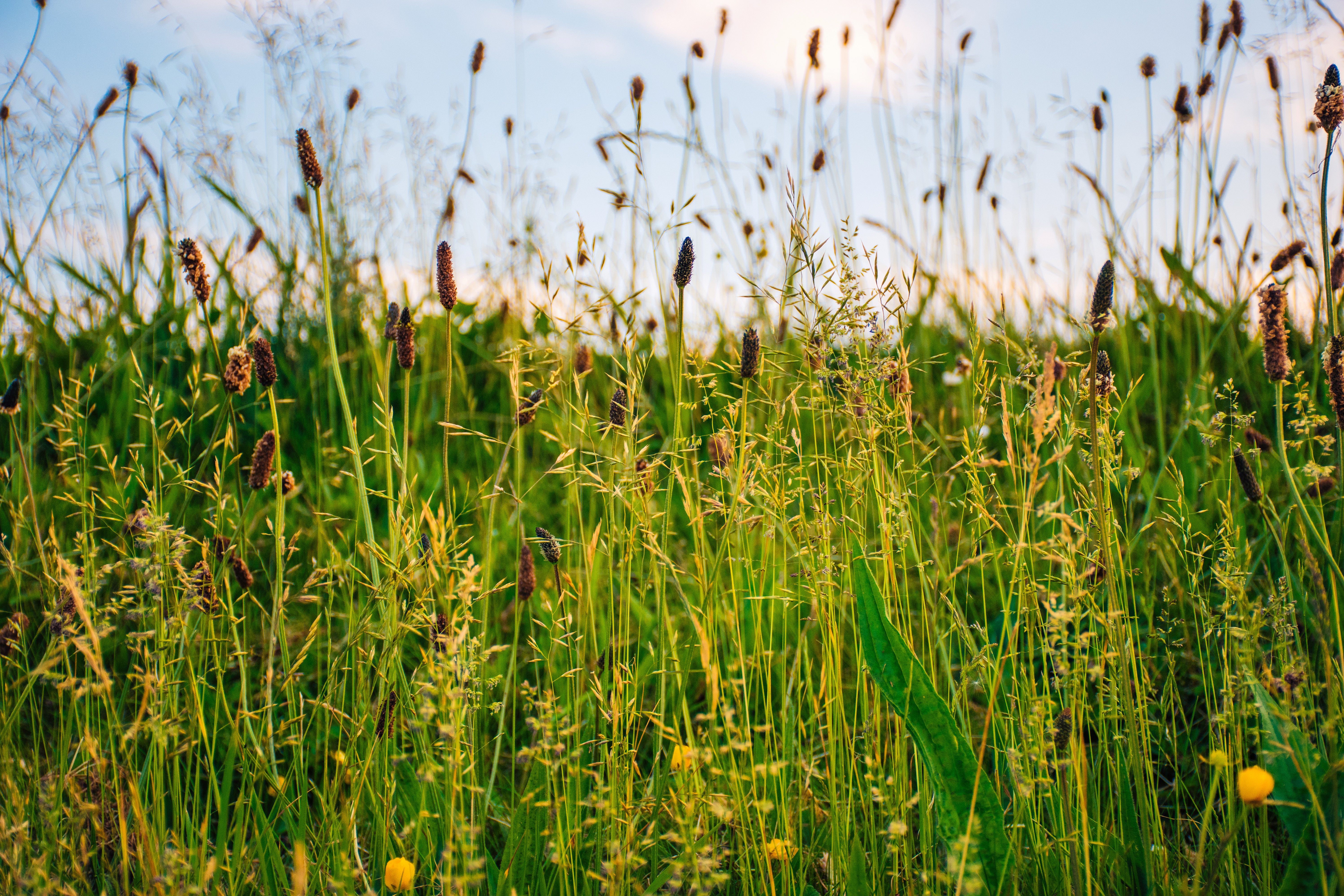 96594 скачать обои лето, трава, природа, поле, зеленый, солнечный - заставки и картинки бесплатно