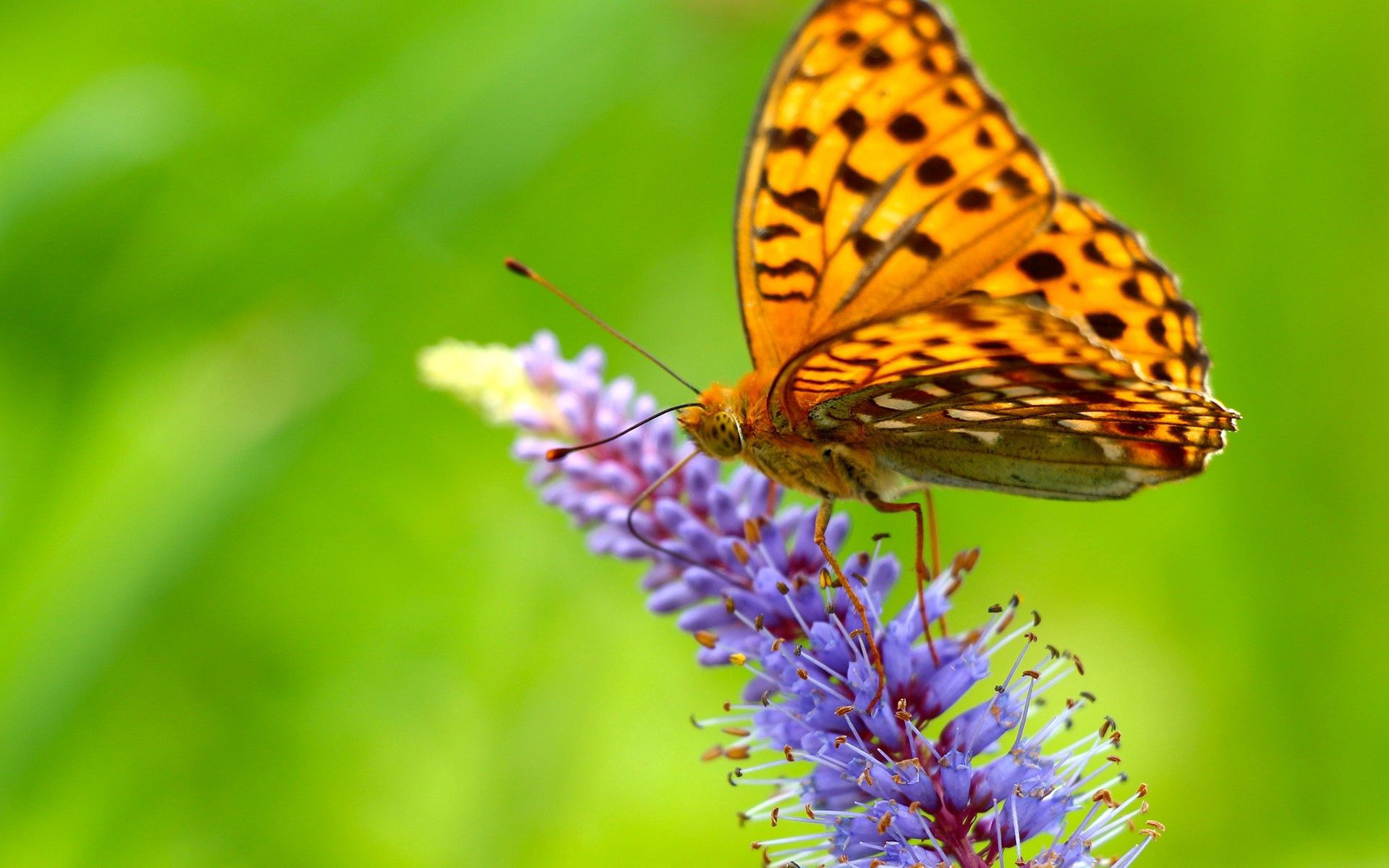 Laden Sie das Schmetterling, Grass, Makro, Flügel-Bild kostenlos auf Ihren PC-Desktop herunter