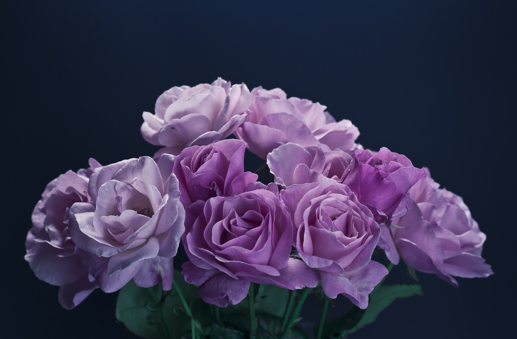 Роза 101 на фиолетовом фоне