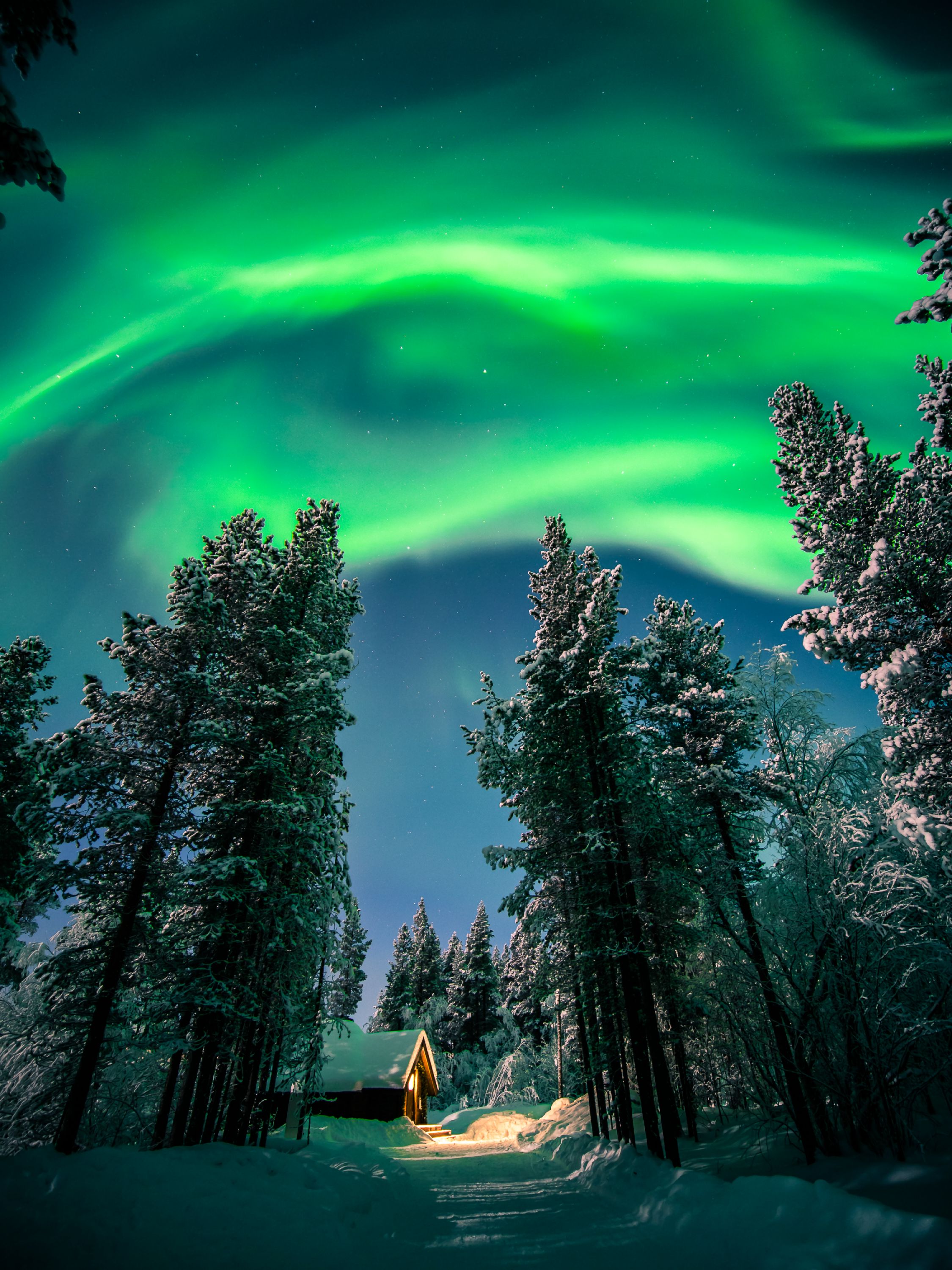 snow, aurora borealis, winter, aurora, northern lights, nature, night, forest Full HD