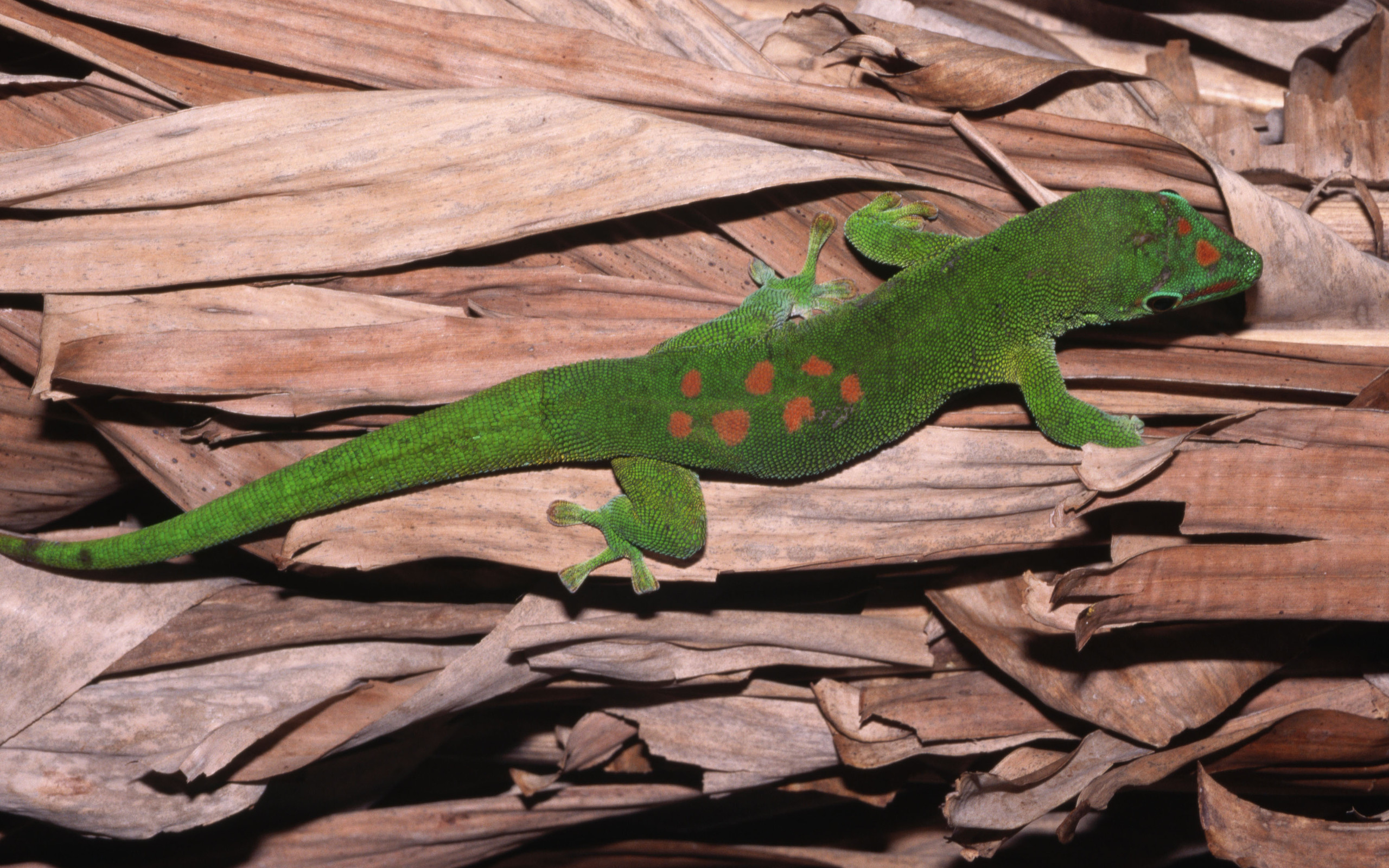 306396 télécharger le fond d'écran animaux, gecko, reptiles - économiseurs d'écran et images gratuitement