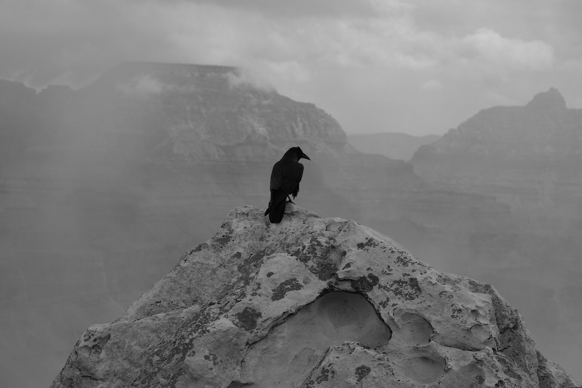 410375 скачать обои ворон, животные, птицы, чёрно белое, туман, большой каньон - заставки и картинки бесплатно