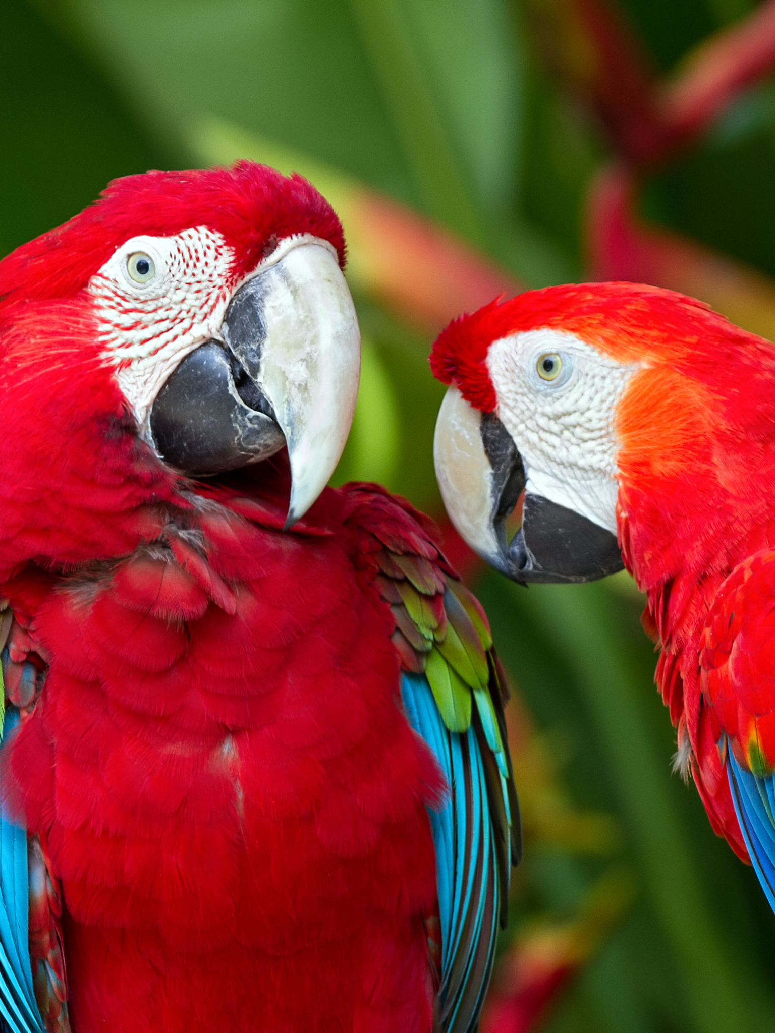 Download mobile wallpaper Birds, Bird, Animal, Macaw, Parrot, Red And Green Macaw, Scarlet Macaw for free.