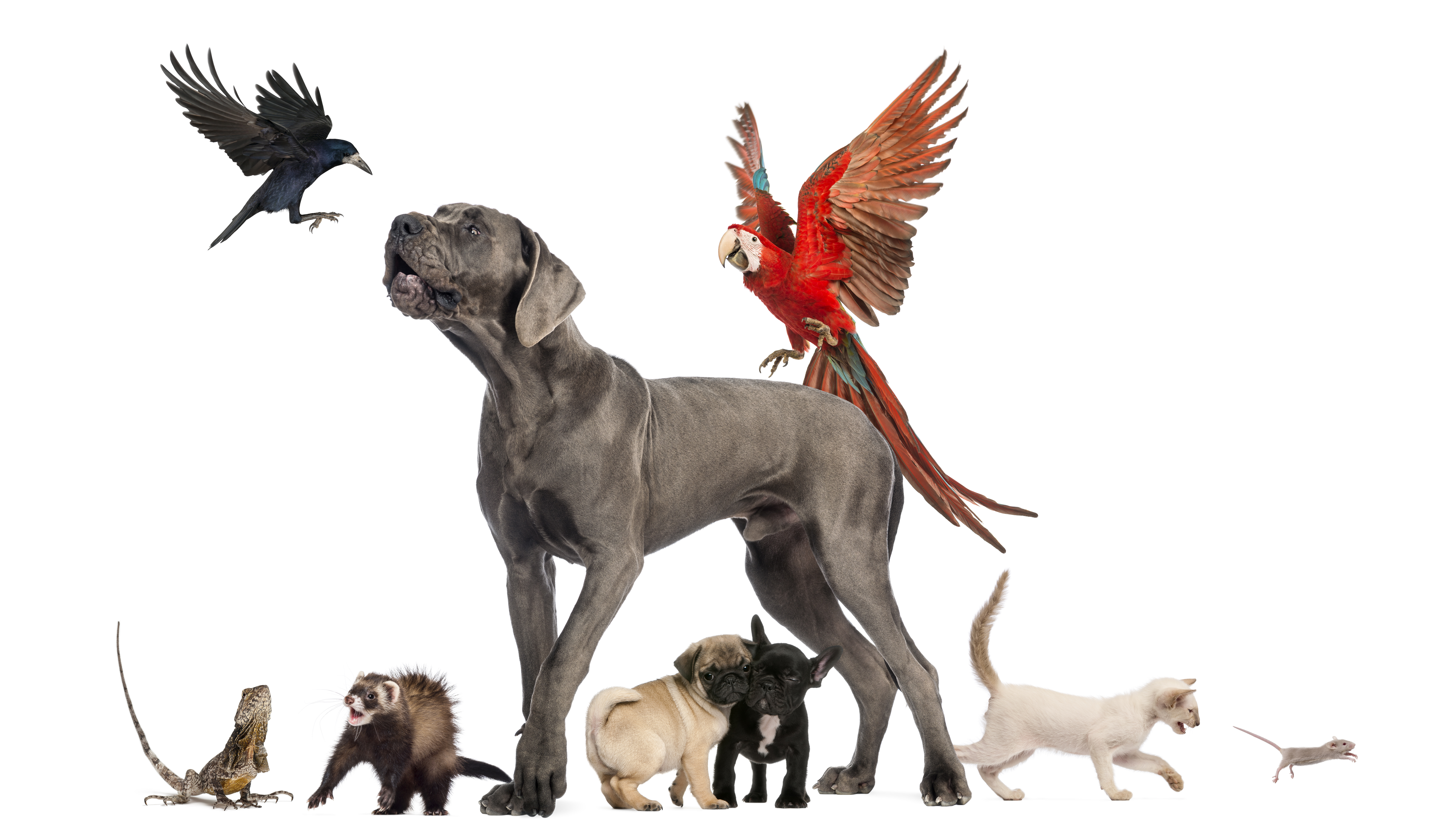 798163 免費下載壁紙 动物, 宠物, 鸟, 猫, 大丹犬, 蜥蜴, 金刚鹦鹉, 老鼠 屏保和圖片