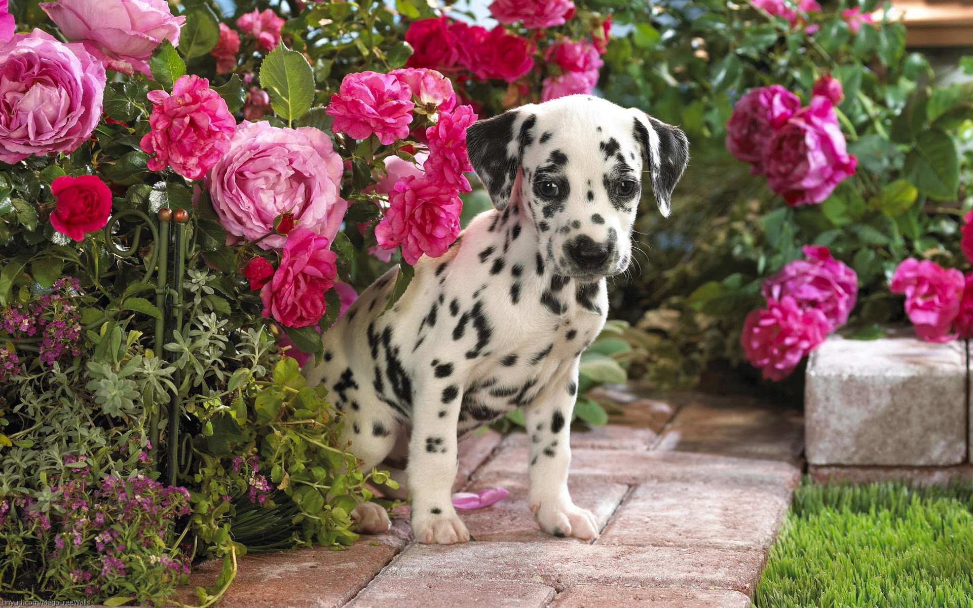 animal, dalmatian, cute, dog, flower, pink flower, puppy, dogs HD wallpaper