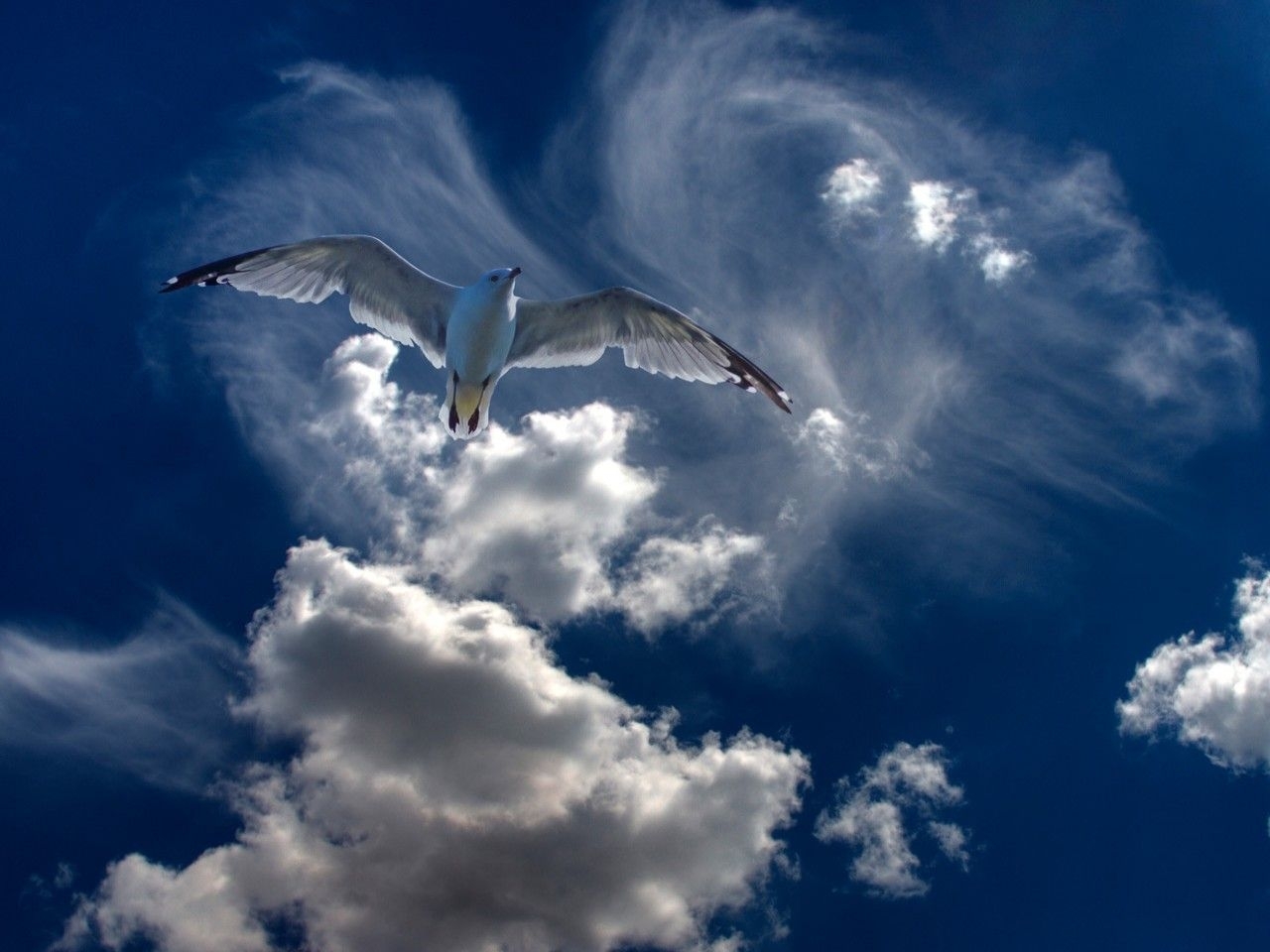 Download mobile wallpaper Sky, Animals, Birds for free.