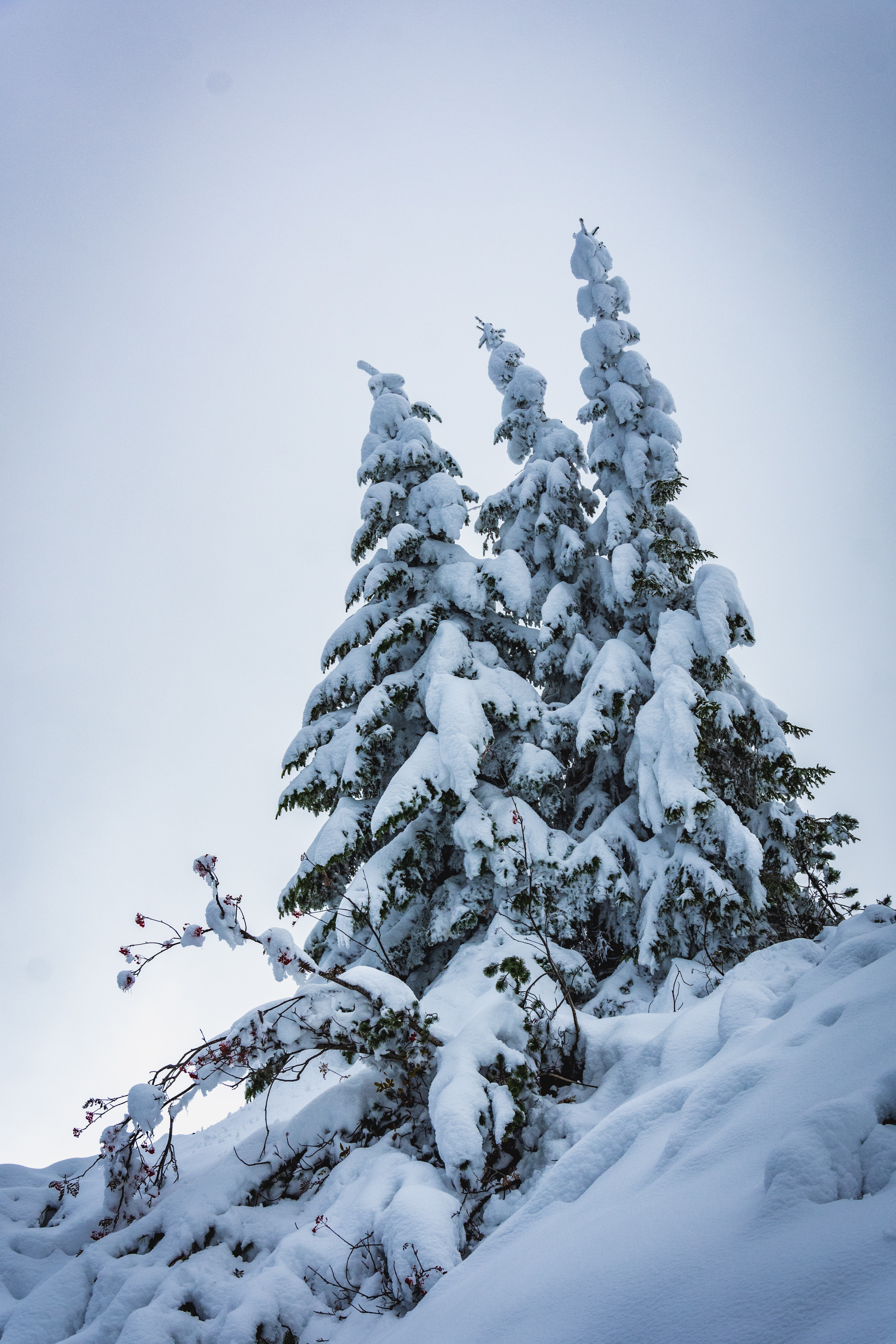 Скачать обои бесплатно Деревья, Природа, Елки, Снег, Зима картинка на рабочий стол ПК