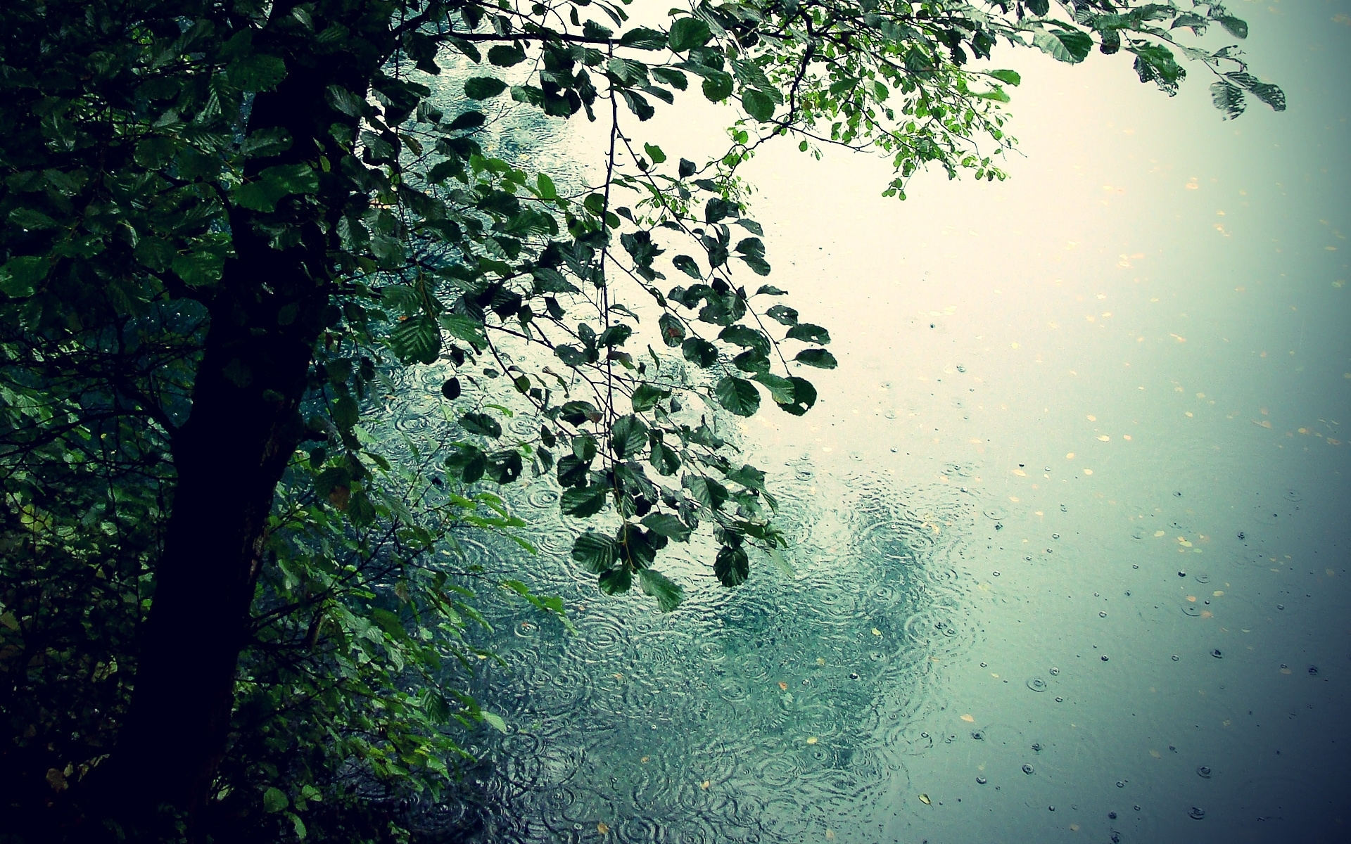 rain, landscape, leaves 4K