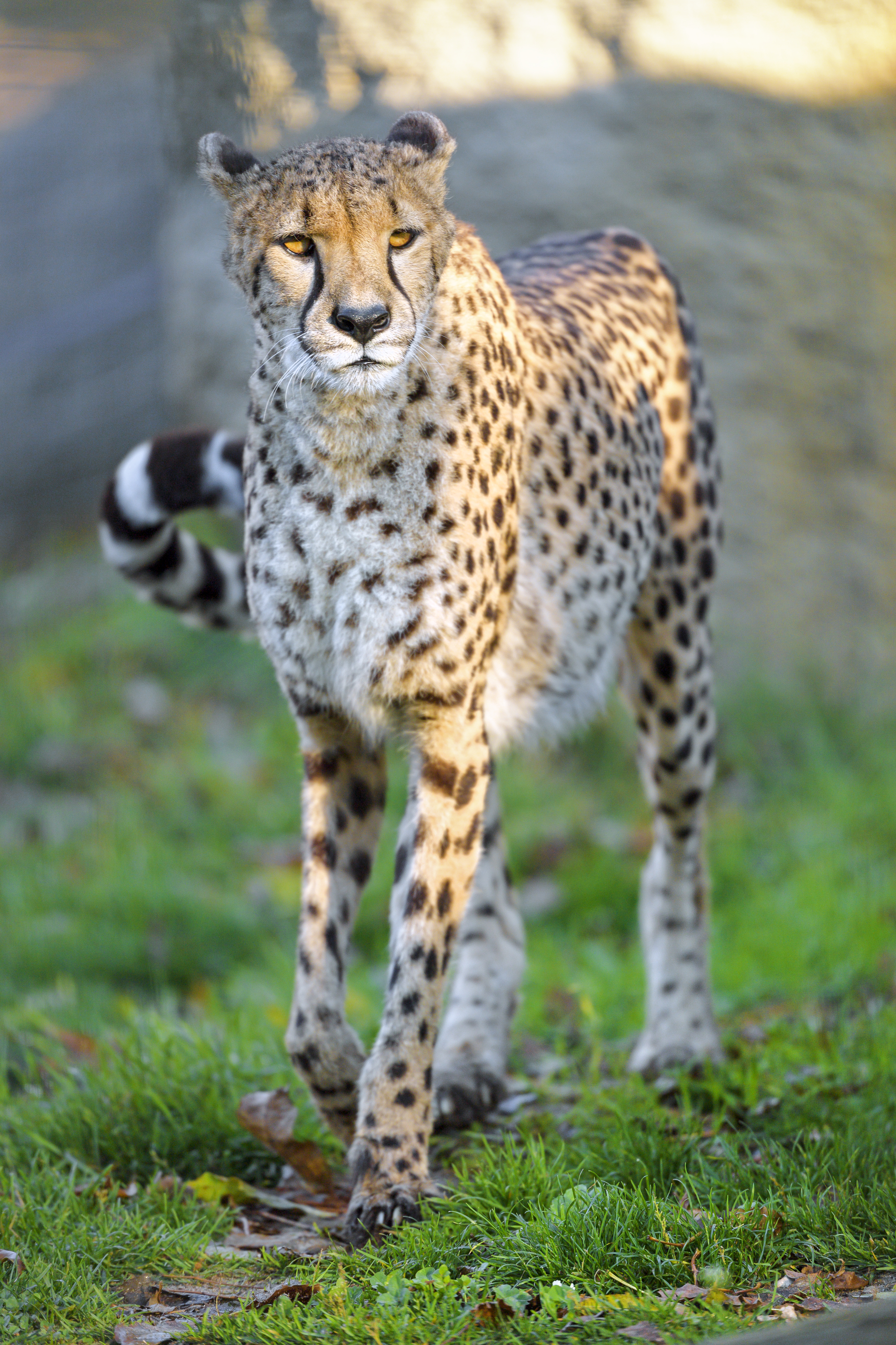 Free download wallpaper Predator, Animal, Animals, Big Cat, Wildlife, Cheetah on your PC desktop