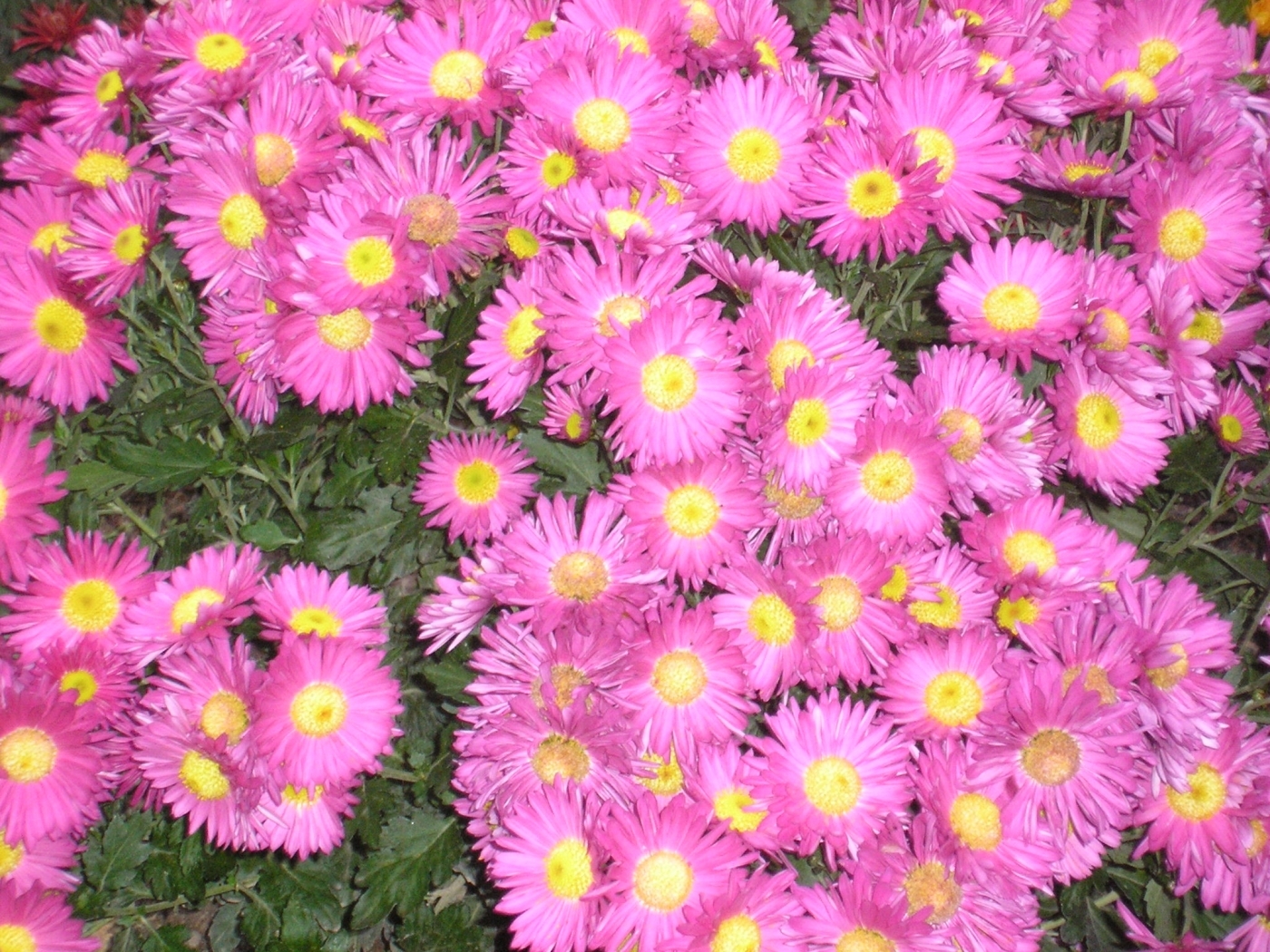 plants, flowers, violet HD for desktop 1080p