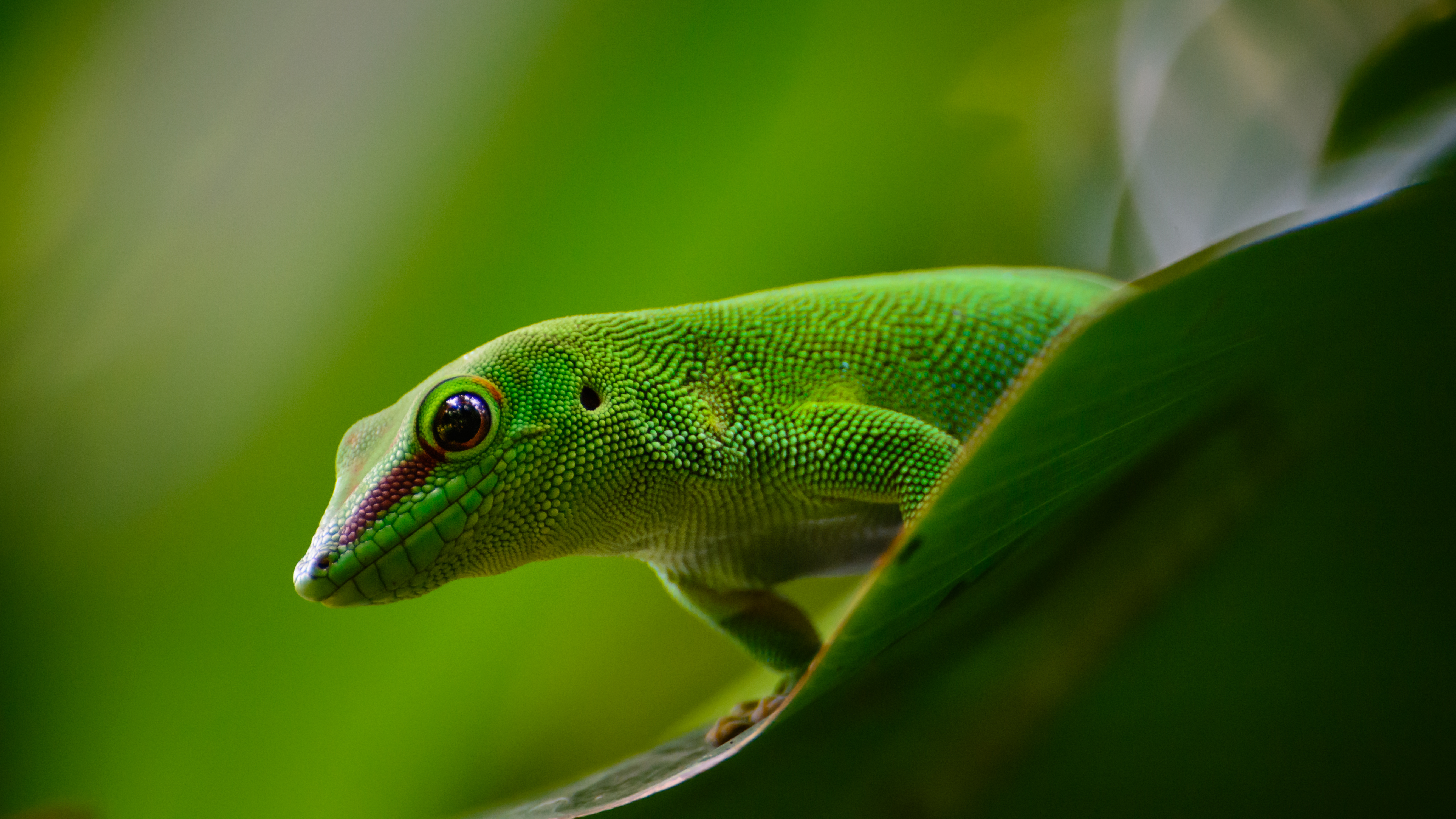 Download mobile wallpaper Animals, Reptile, Gecko, Lizard for free.