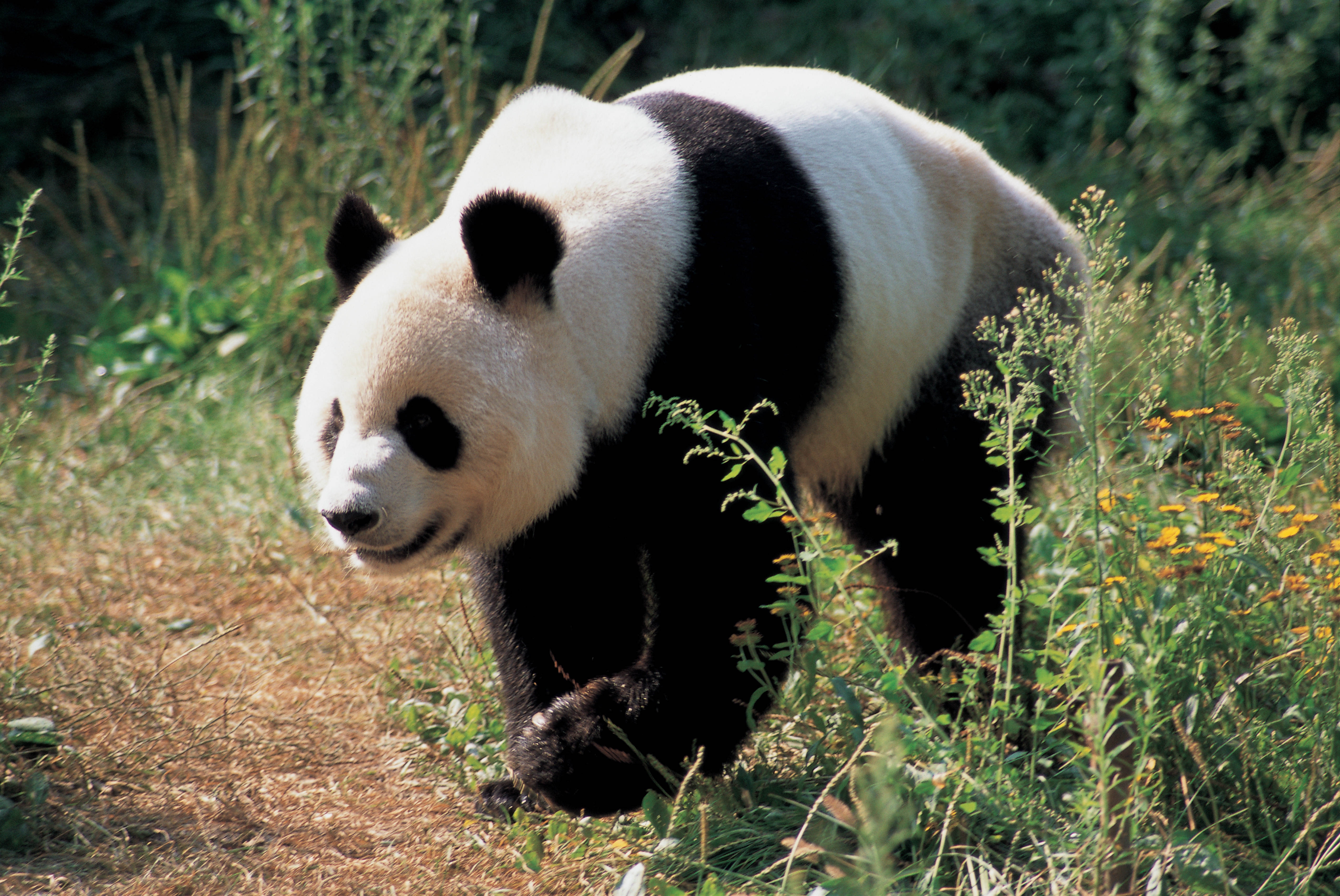 Handy-Wallpaper Panda, Tiere, Grass, Bär kostenlos herunterladen.