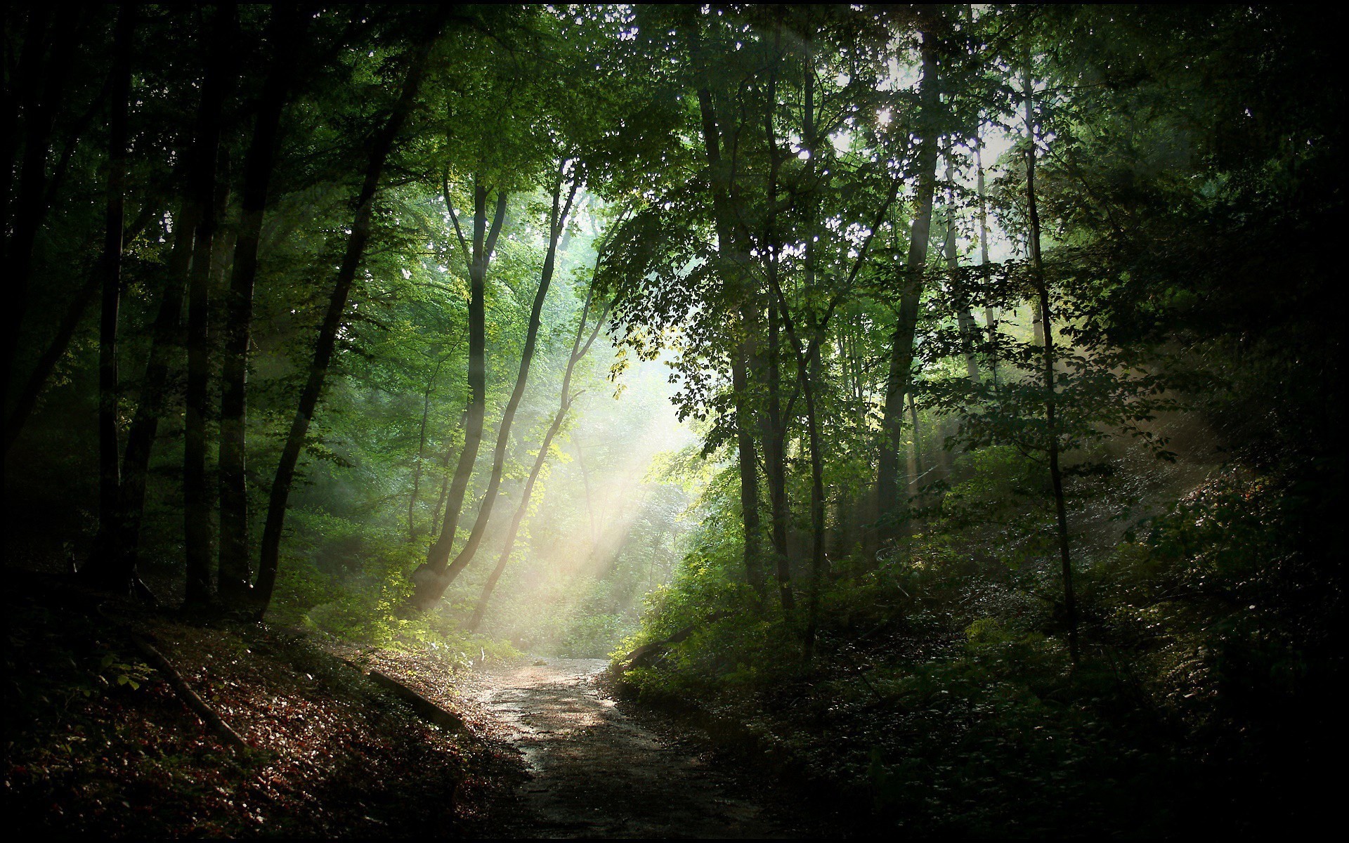 Download mobile wallpaper Nature, Forest, Tree, Earth, Path, Sunbeam, Greenery for free.