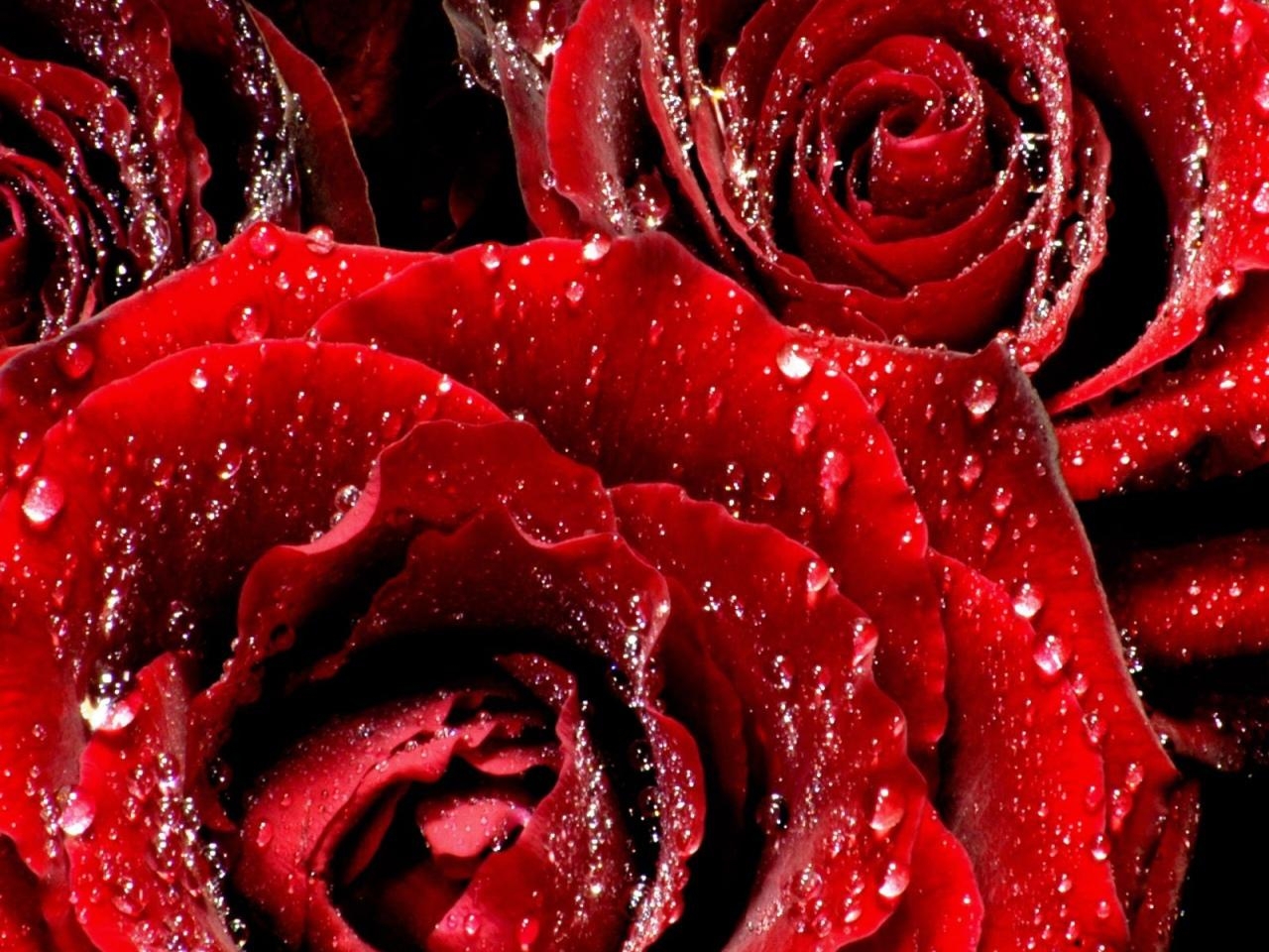 Самые красивые красные цветы