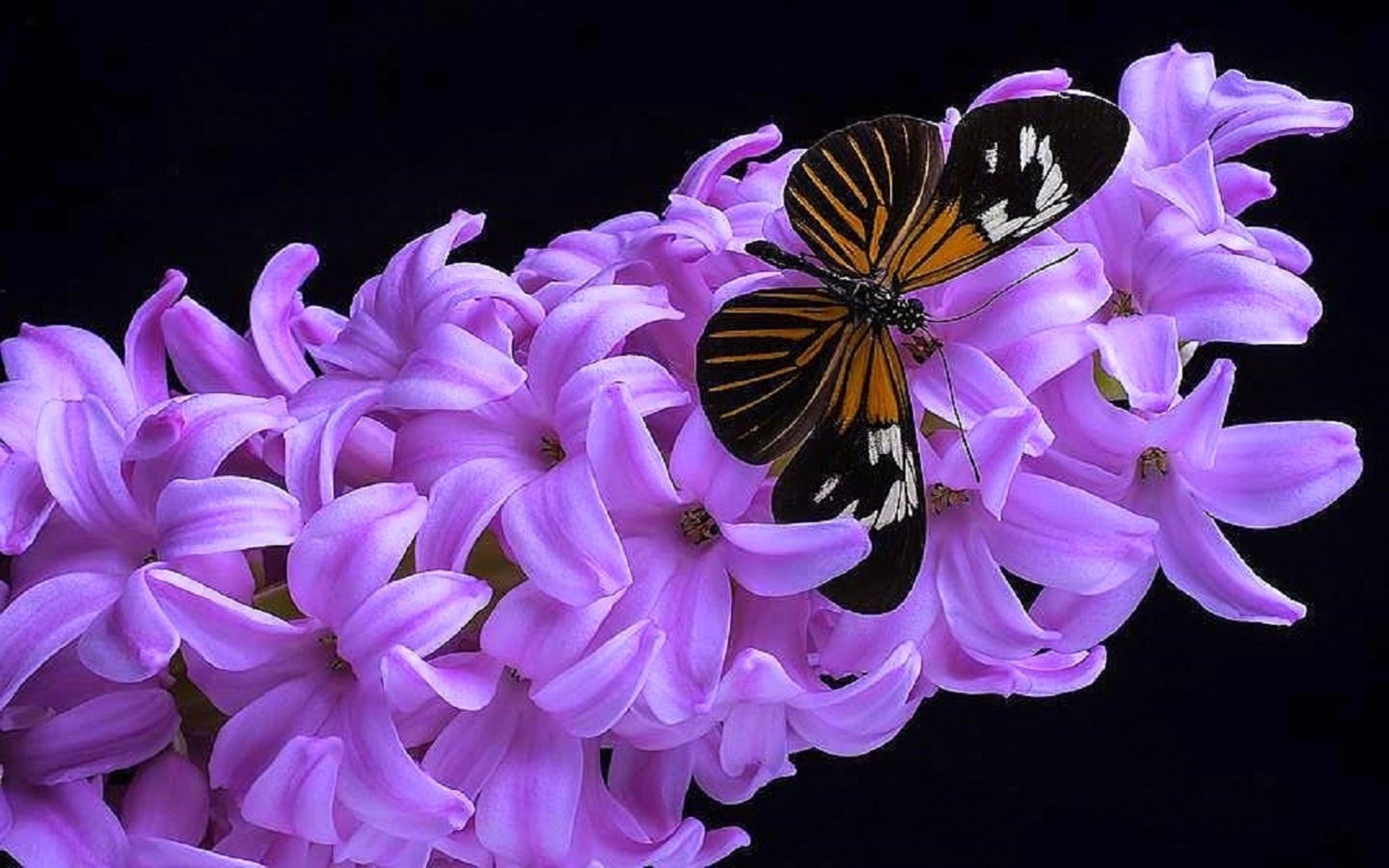 Butterfly aesthetic