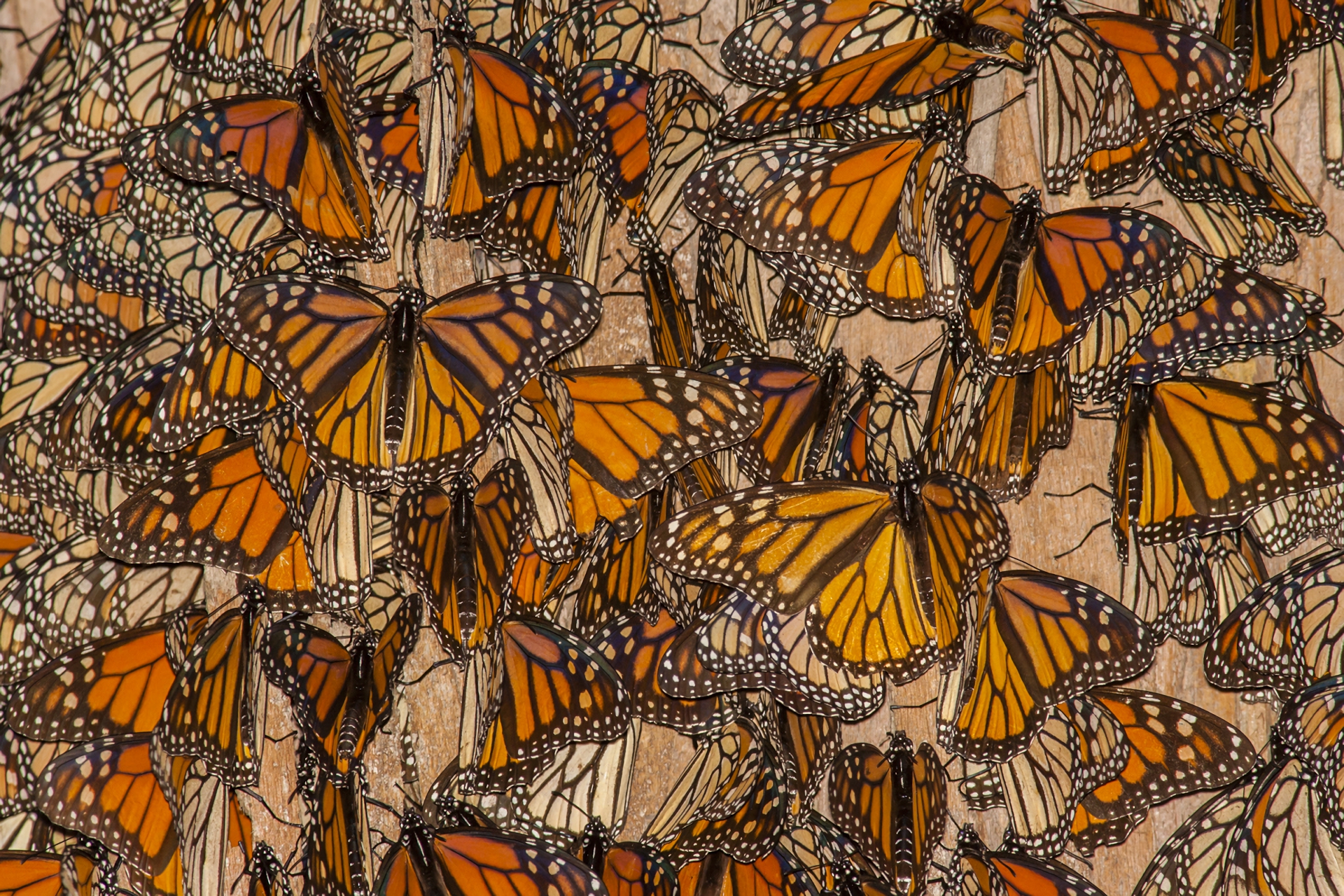 butterfly, animal, insect, monarch butterfly