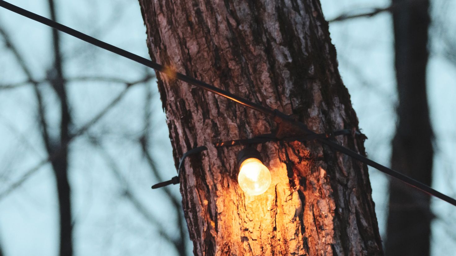 Shine tree. 300 Ламп на деревьях.