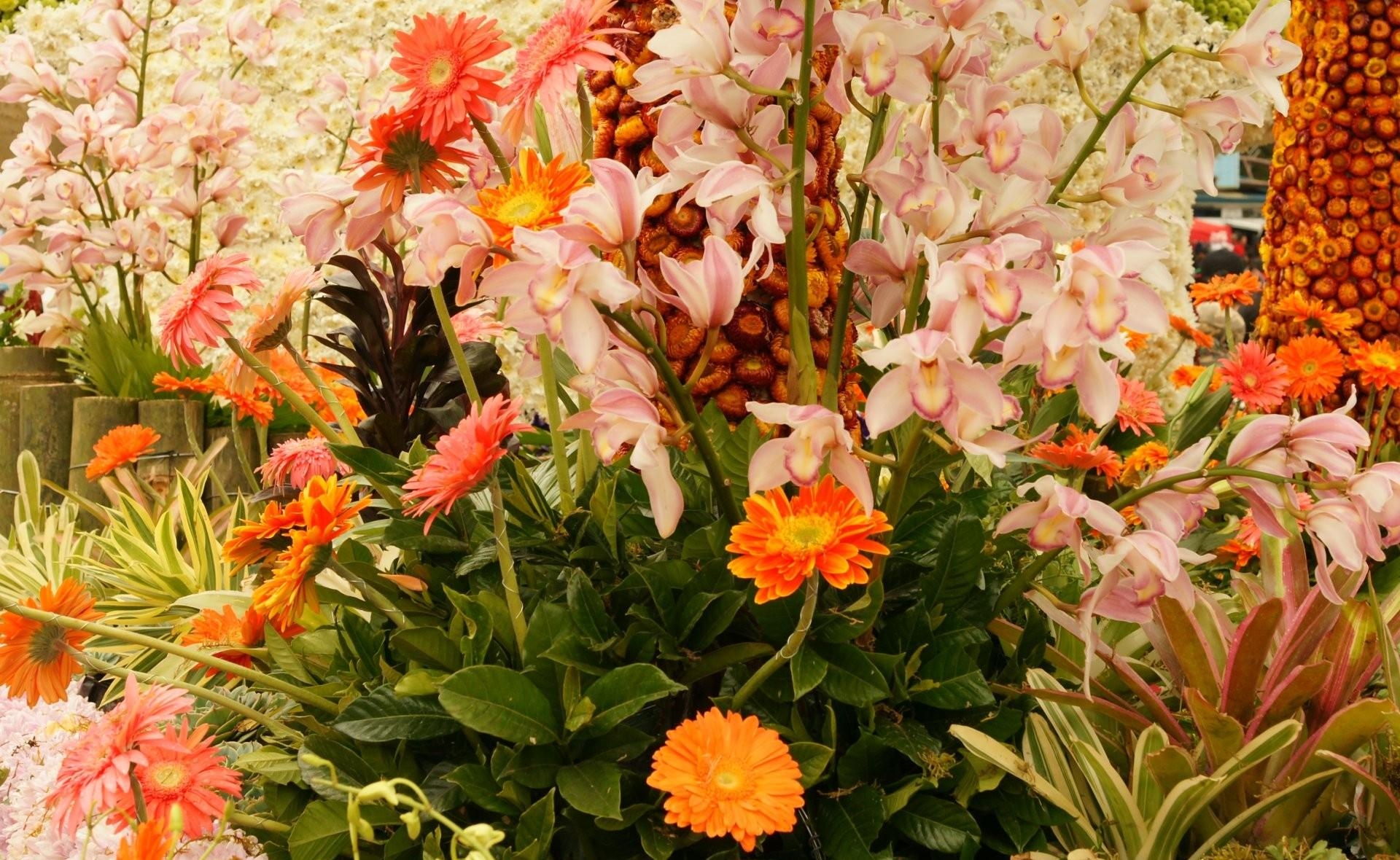 flowers, gerberas, flower bed, flowerbed, composition, handsomely, it's beautiful, orchid Full HD