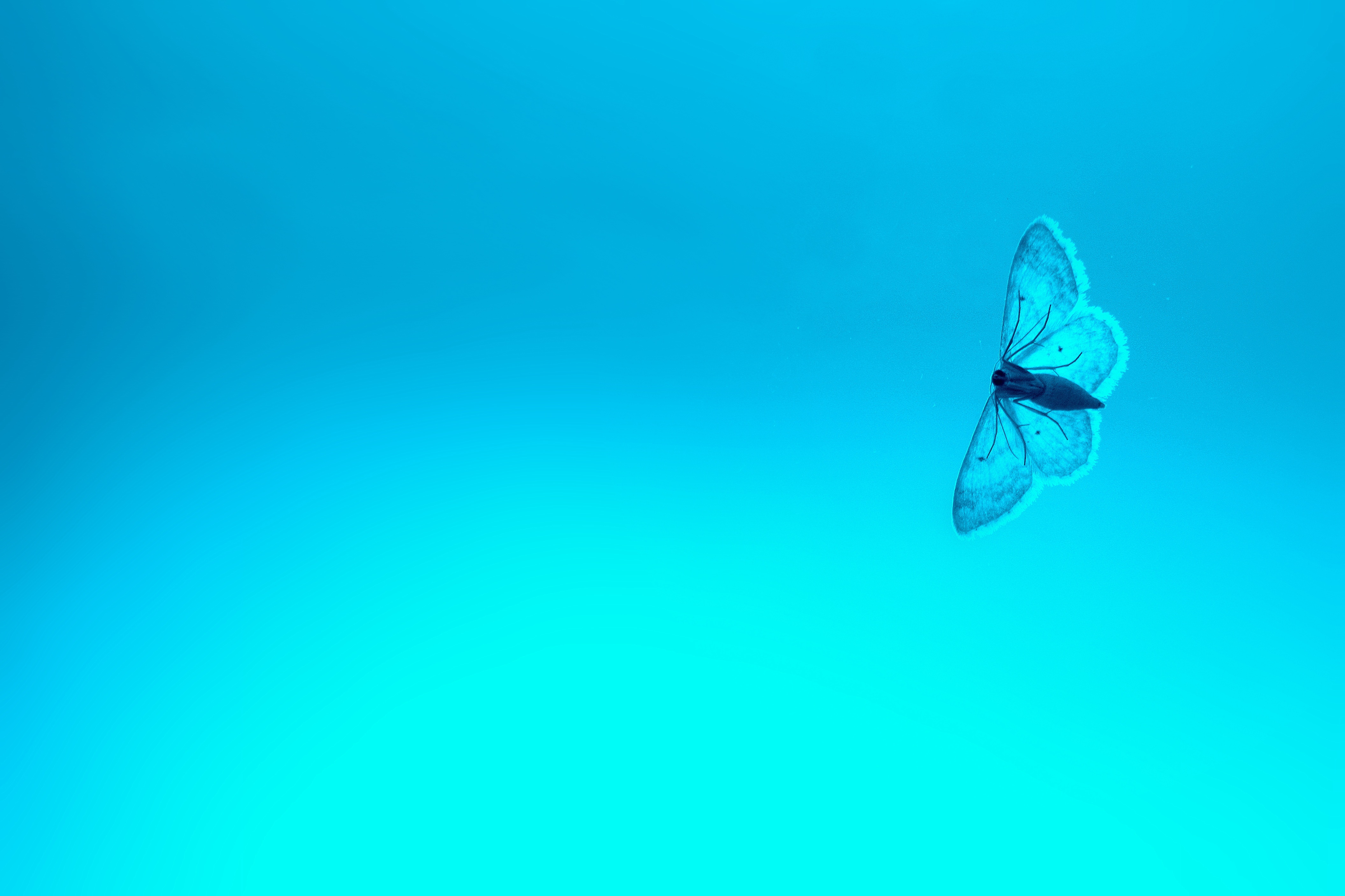 gradient, background, blue, macro, insect, butterfly High Definition image
