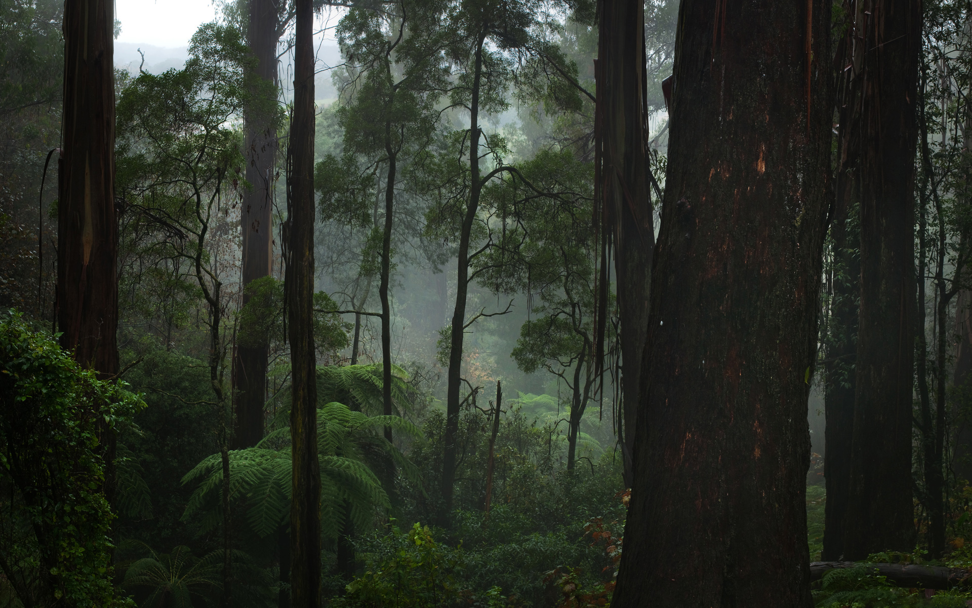 Лес Таркин Австралия