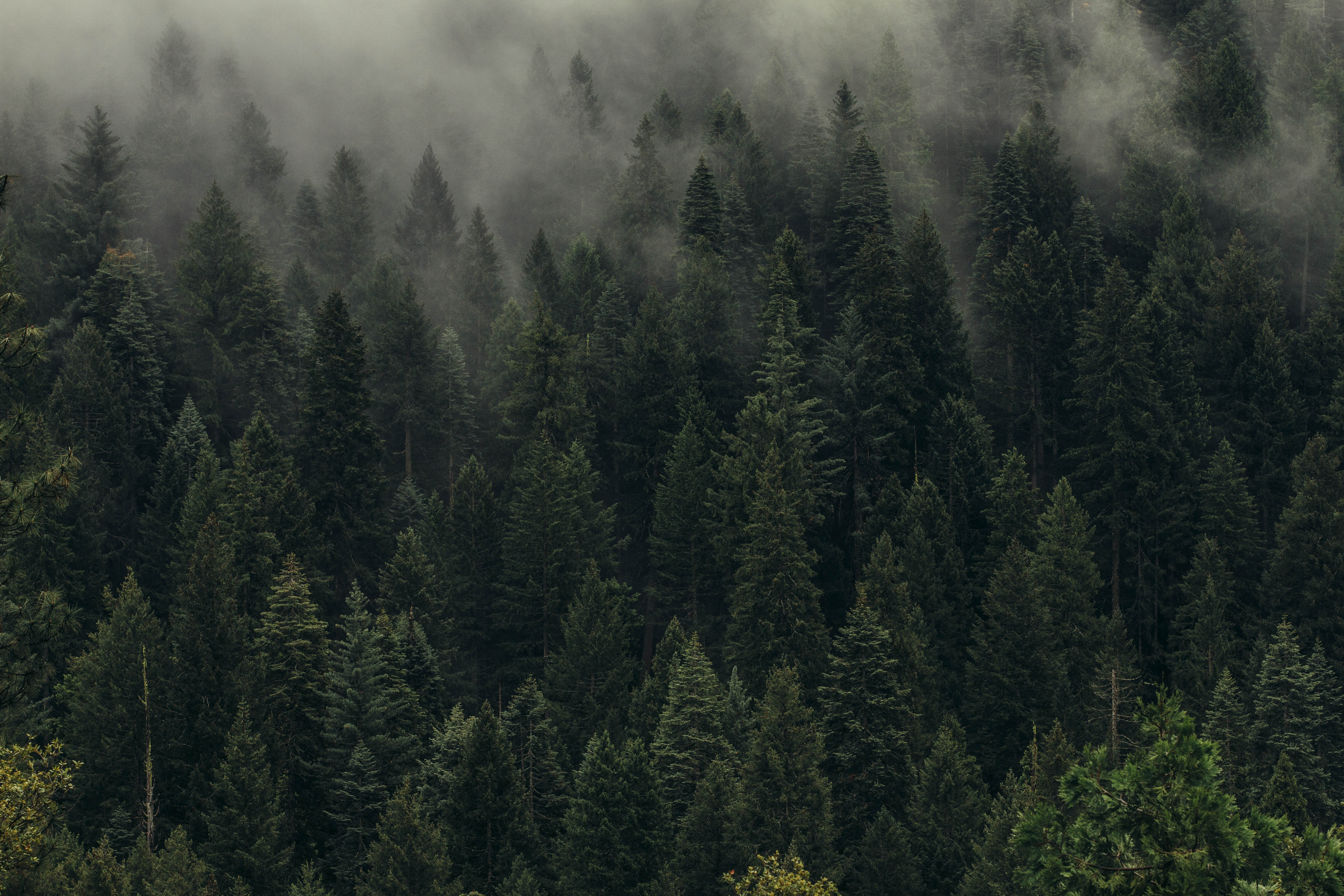 Free HD forest, nature, green, view from above, fog, trees, shroud