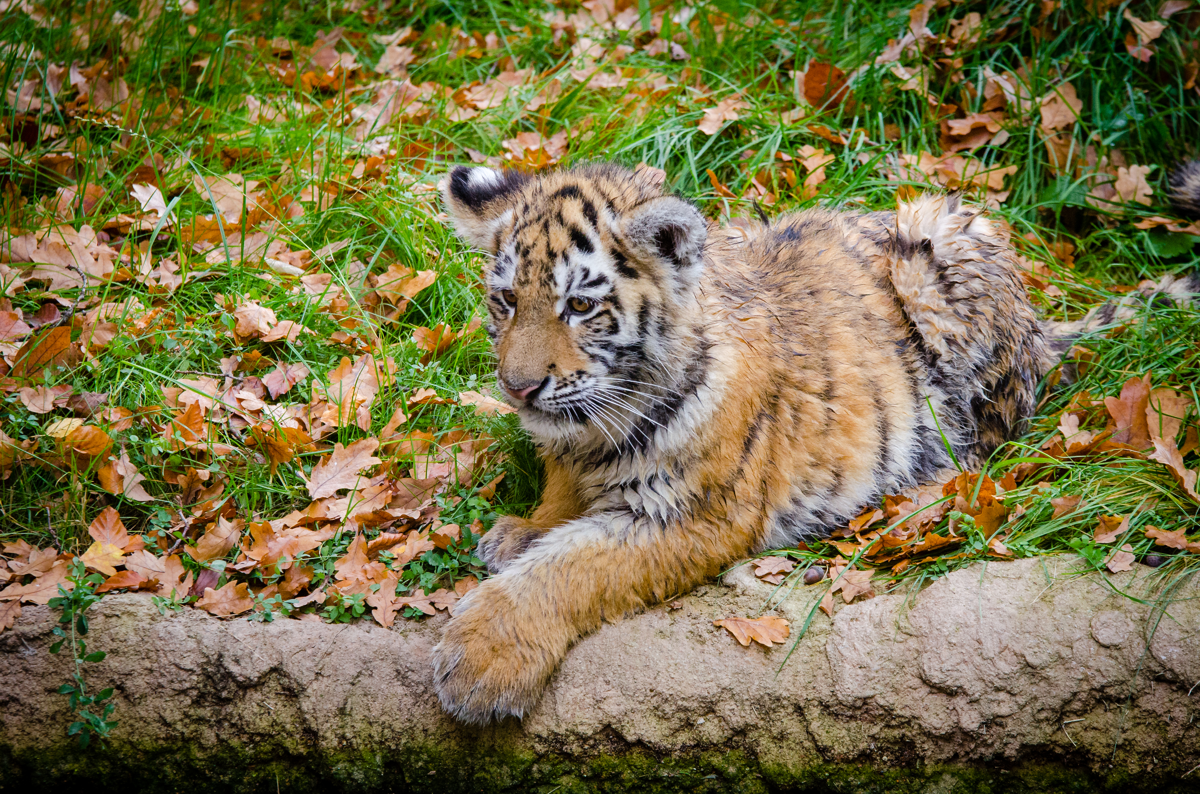 82213 Hintergrundbilder und Amur Tiger Bilder auf dem Desktop. Laden Sie  Bildschirmschoner kostenlos auf den PC herunter
