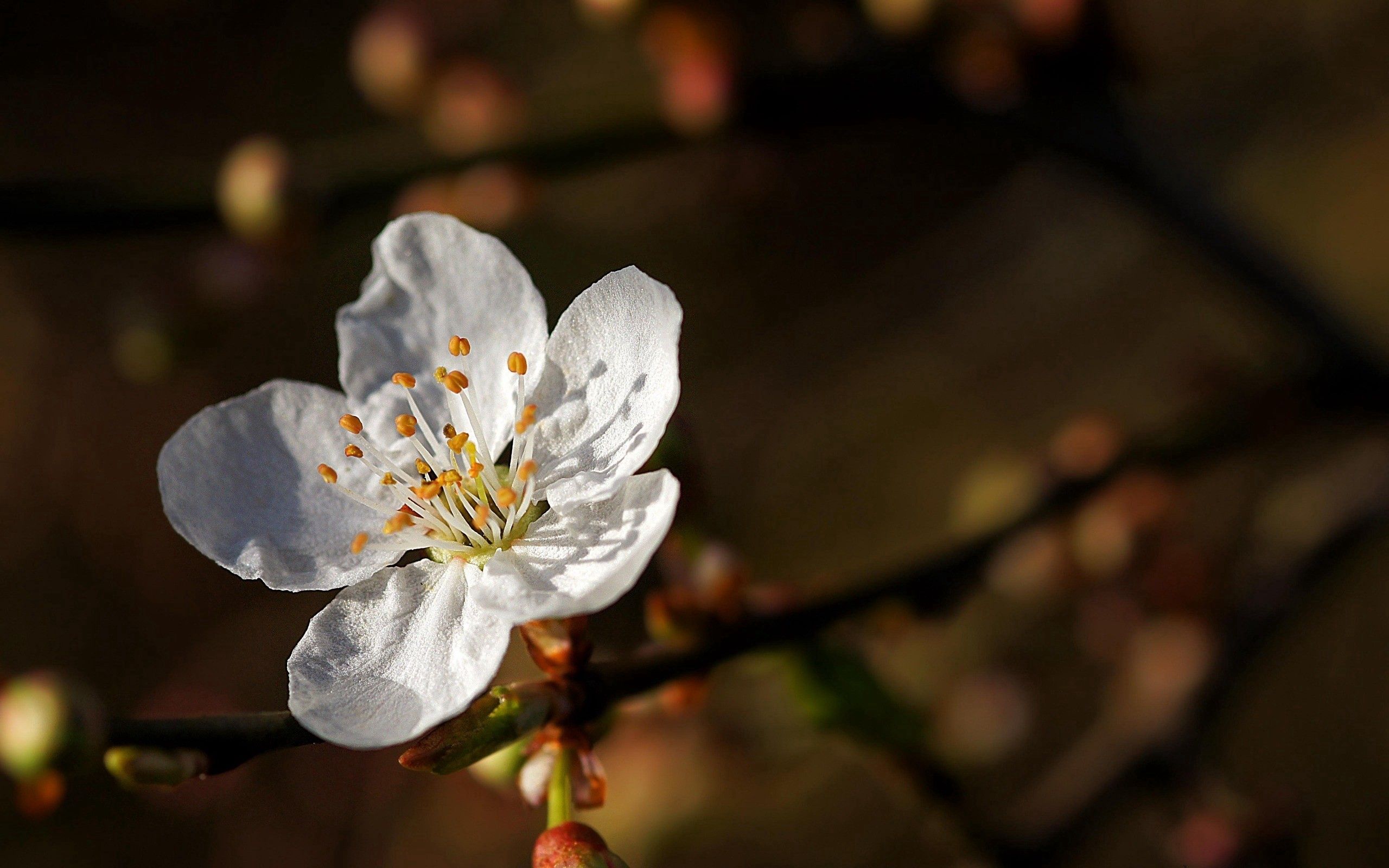 63215 télécharger l'image arbre, printemps, fleur, macro, bois, floraison, source - fonds d'écran et économiseurs d'écran gratuits