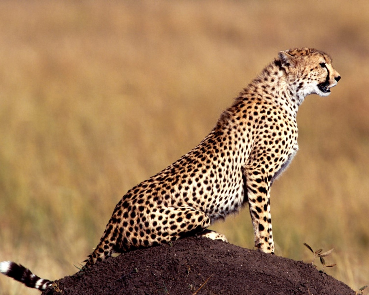 Саванный леопард